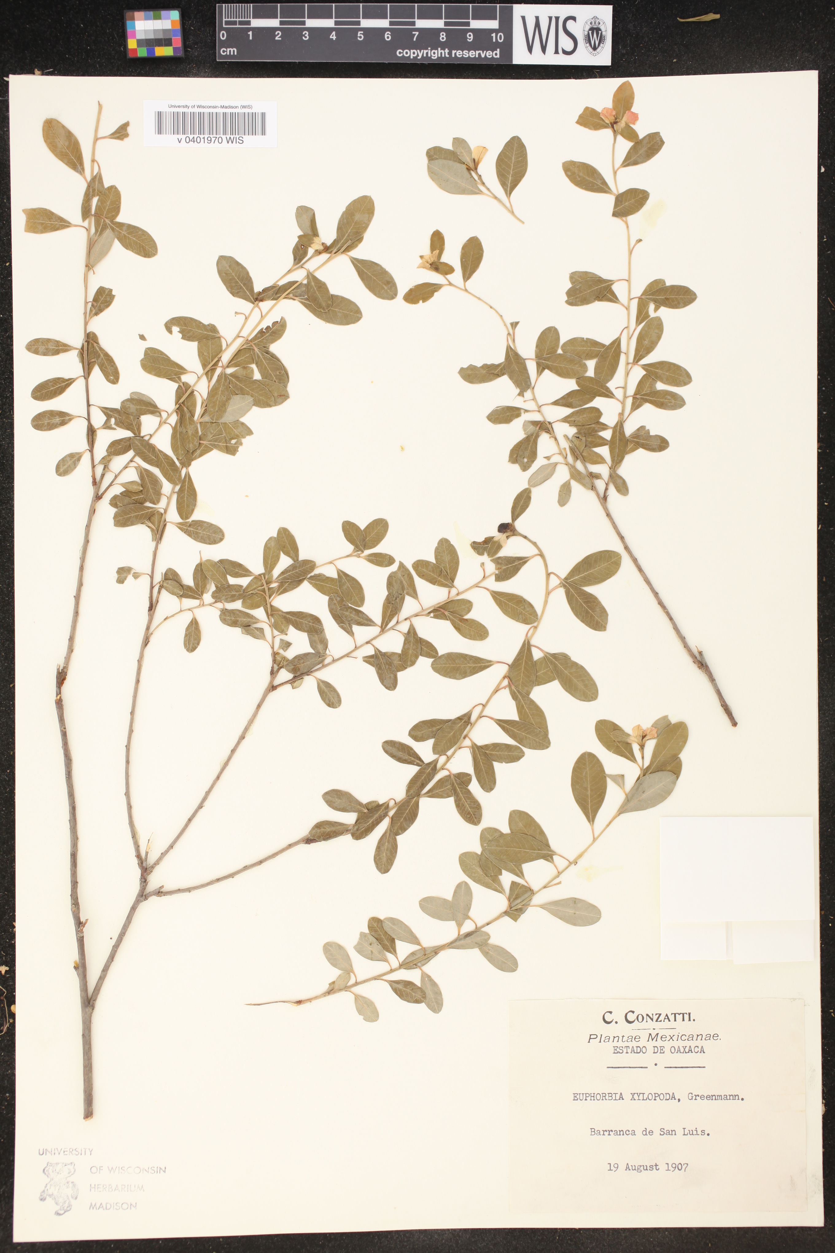 Euphorbia xylopoda image