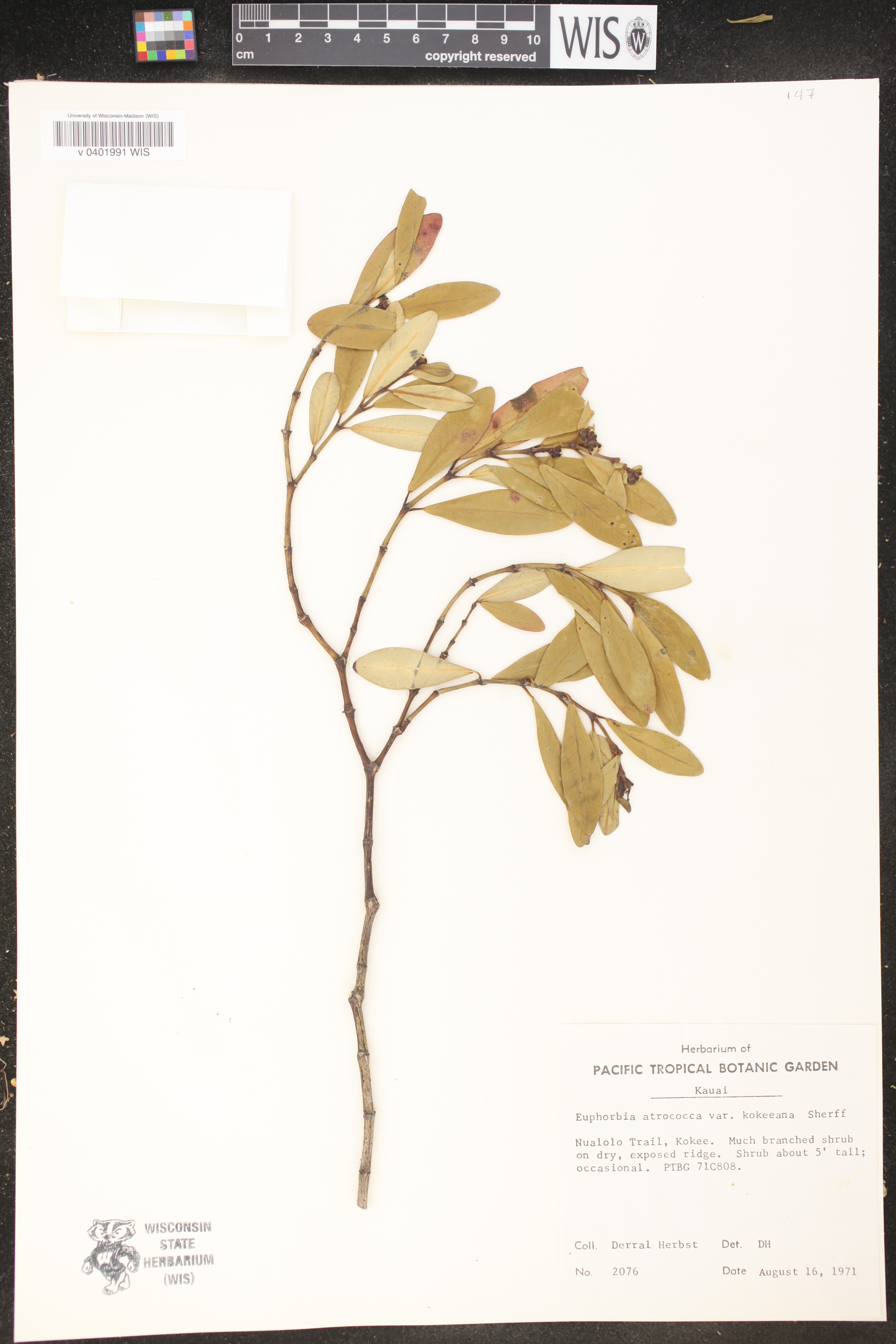 Euphorbia atrococca var. kokeeana image
