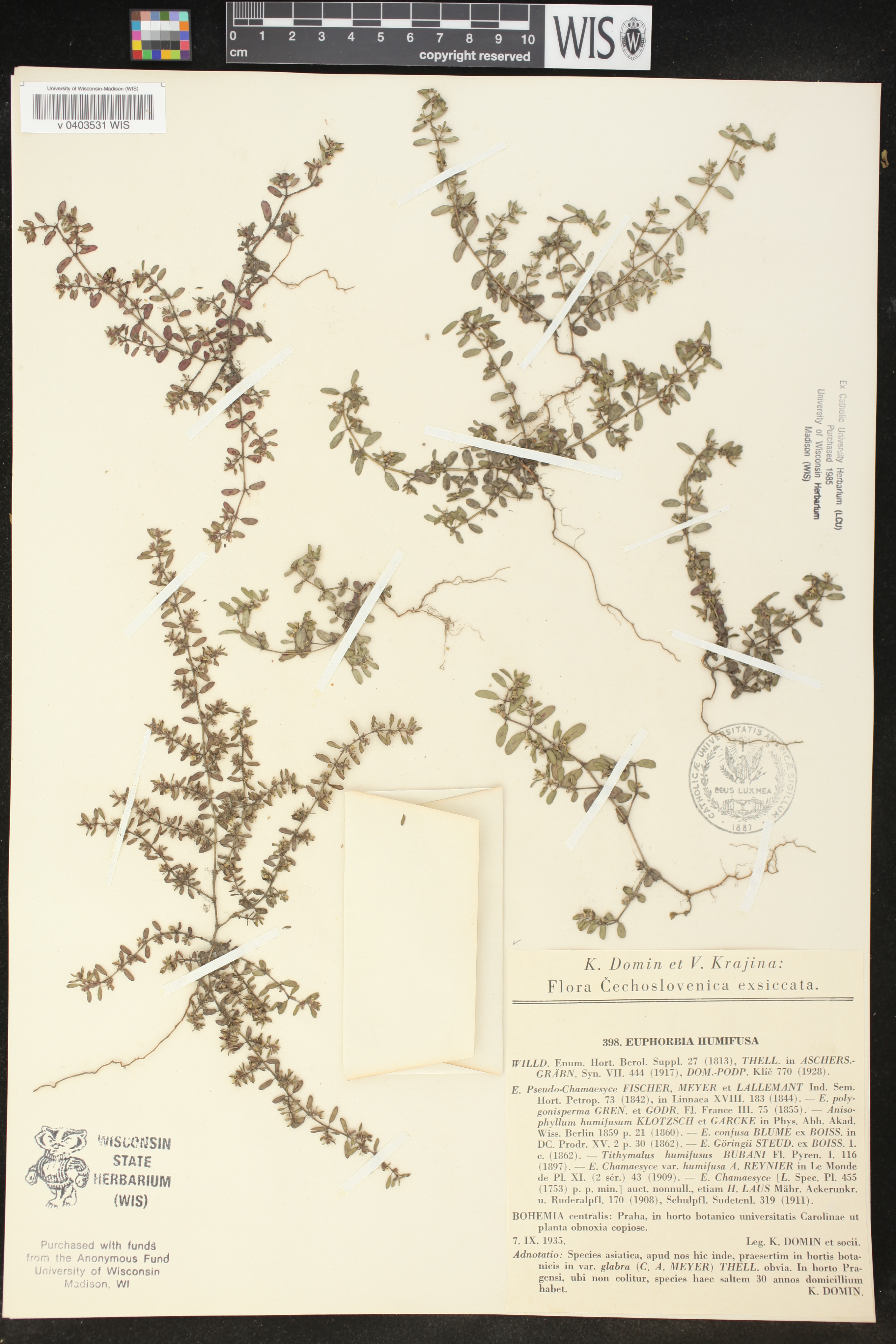 Euphorbia humifusa image