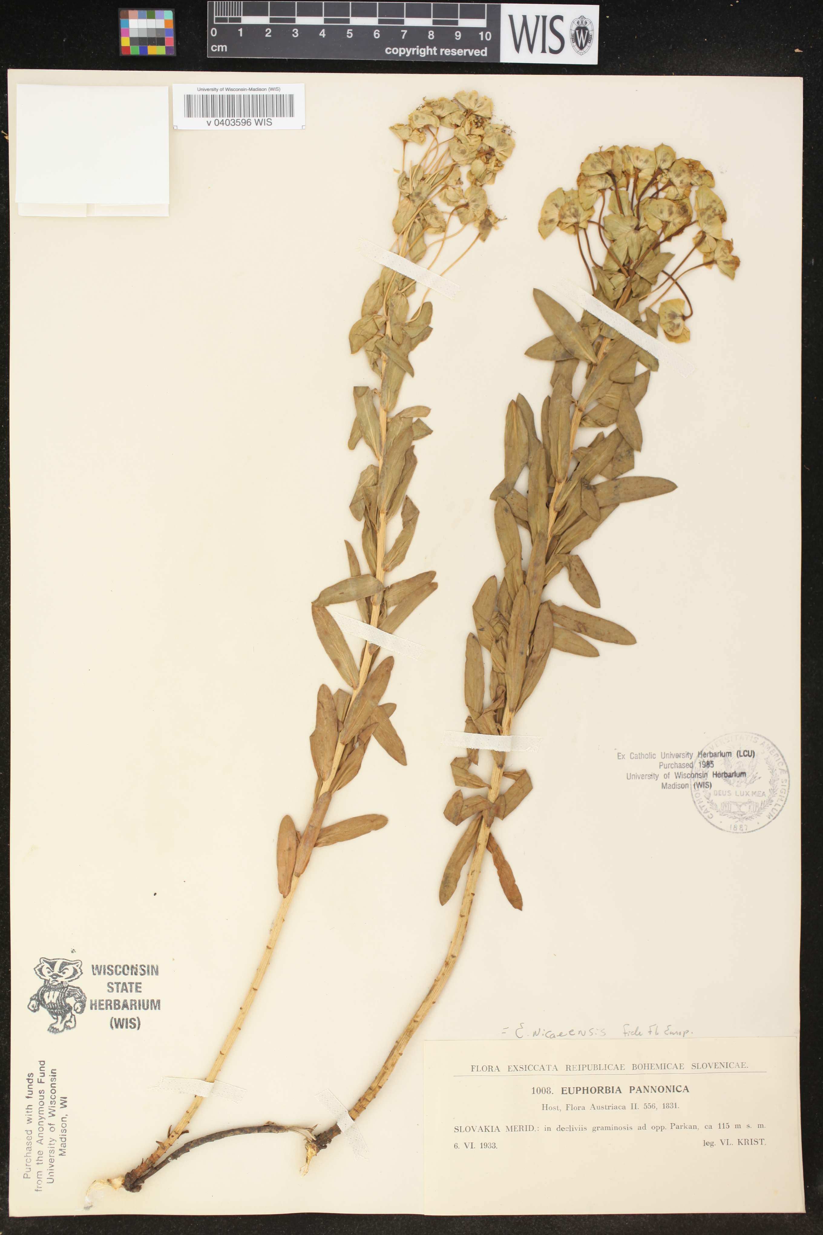 Euphorbia pannonica image