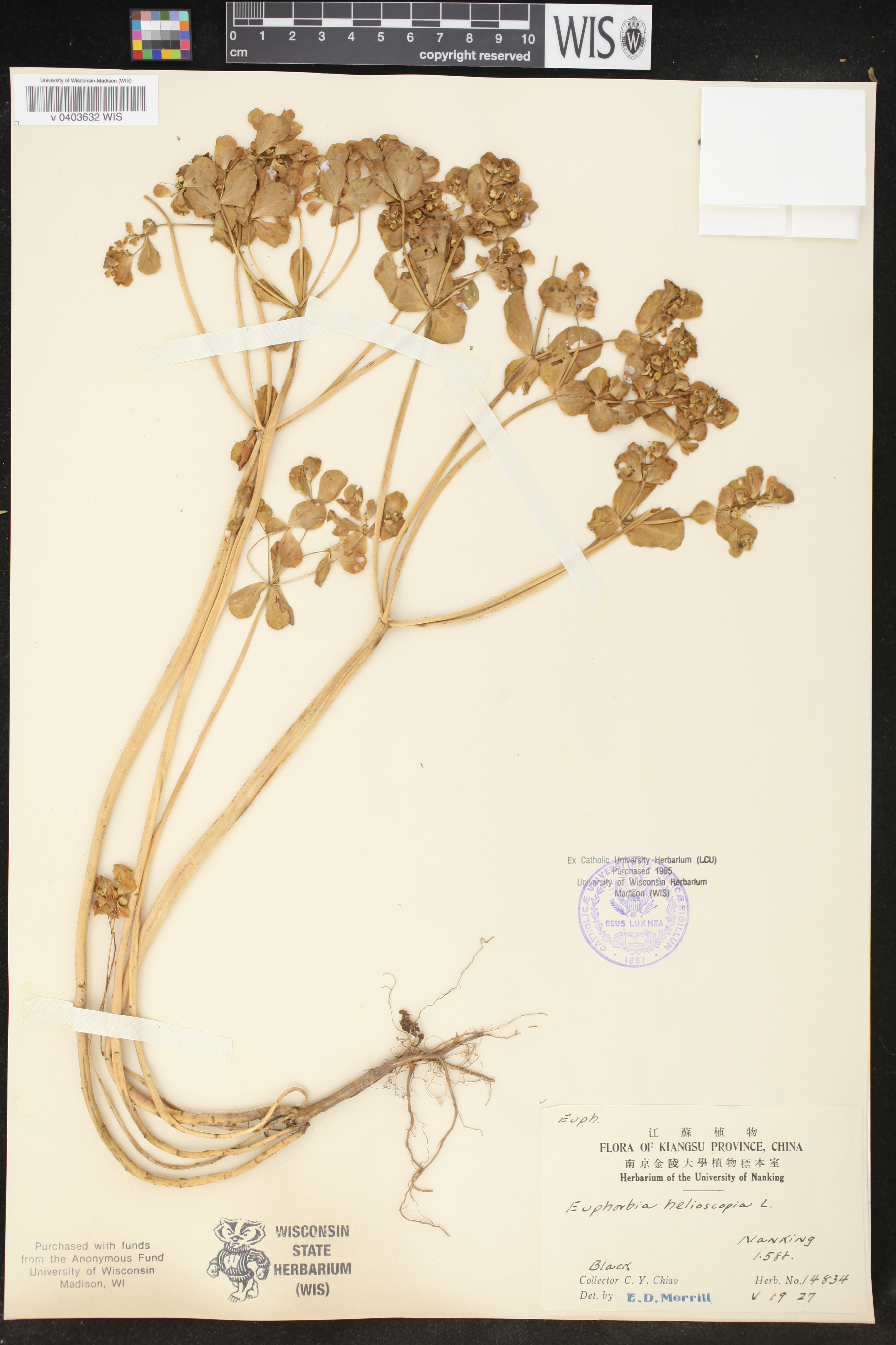 Euphorbia helioscopia image