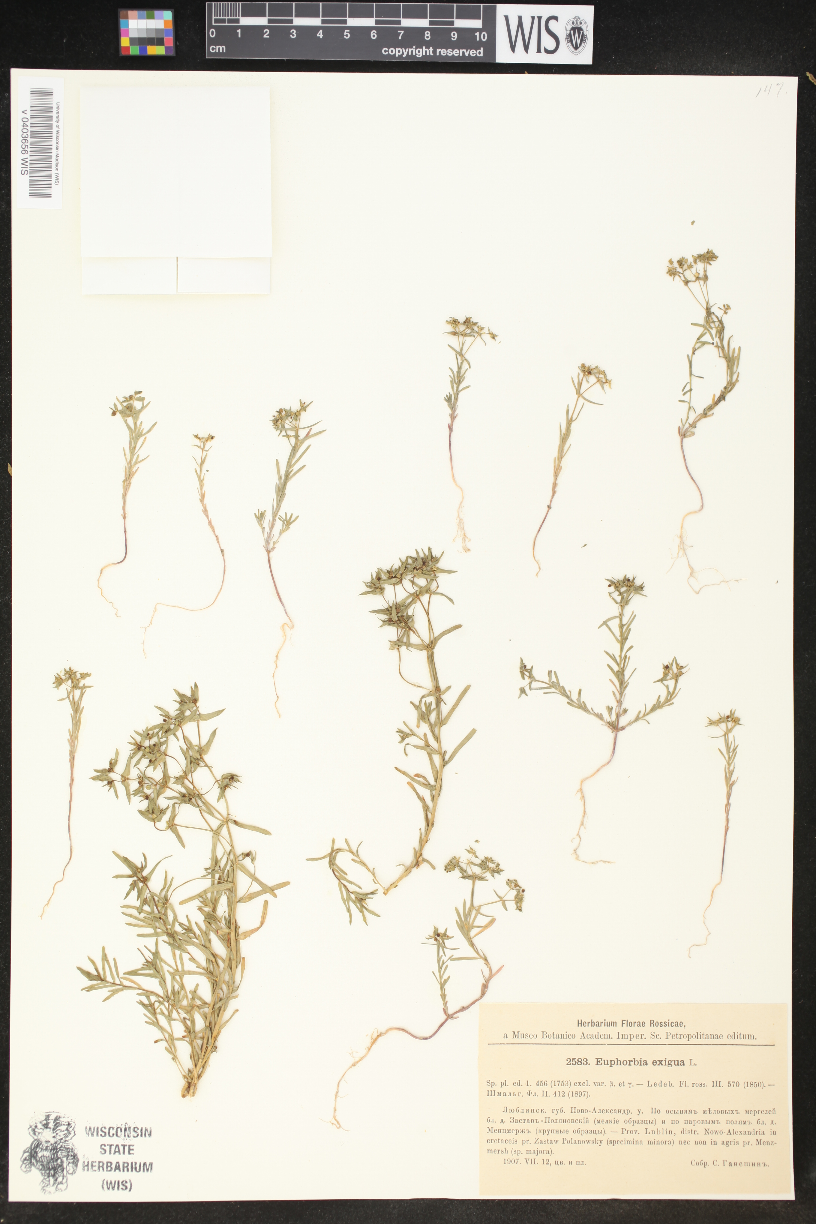 Euphorbia exigua image