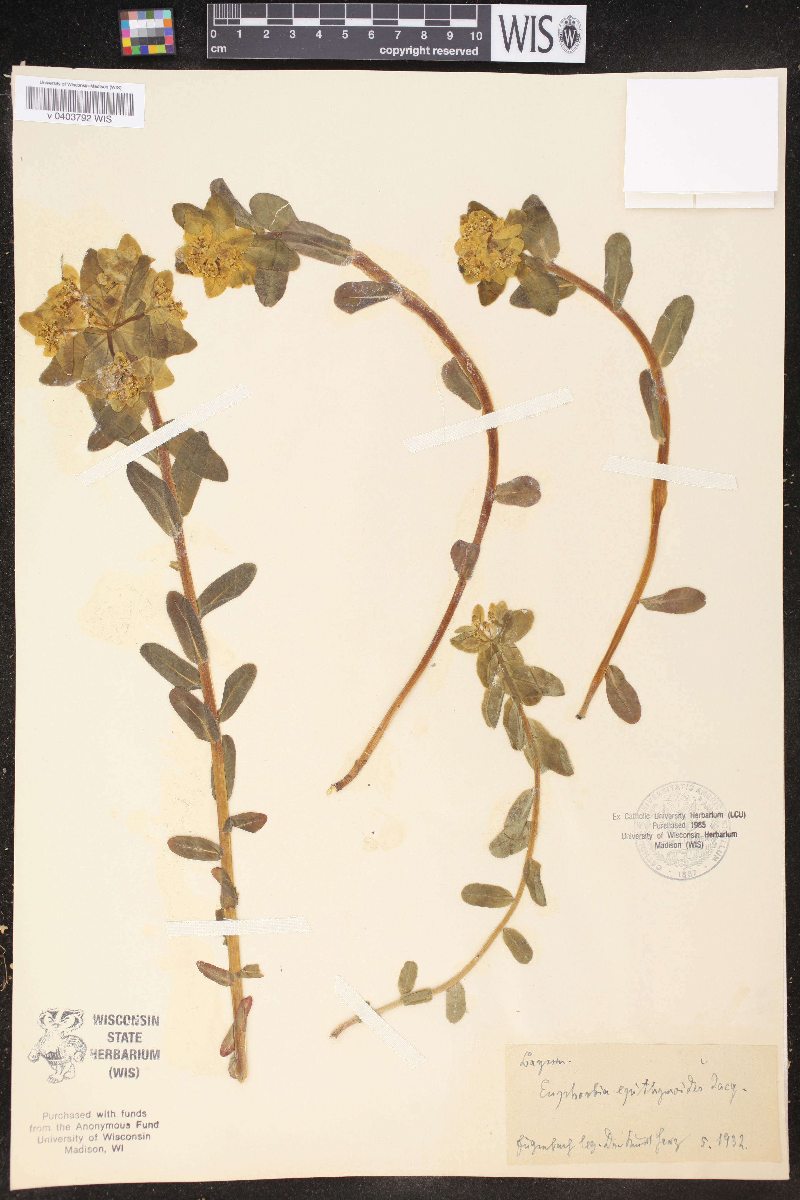 Euphorbia epithymoides image