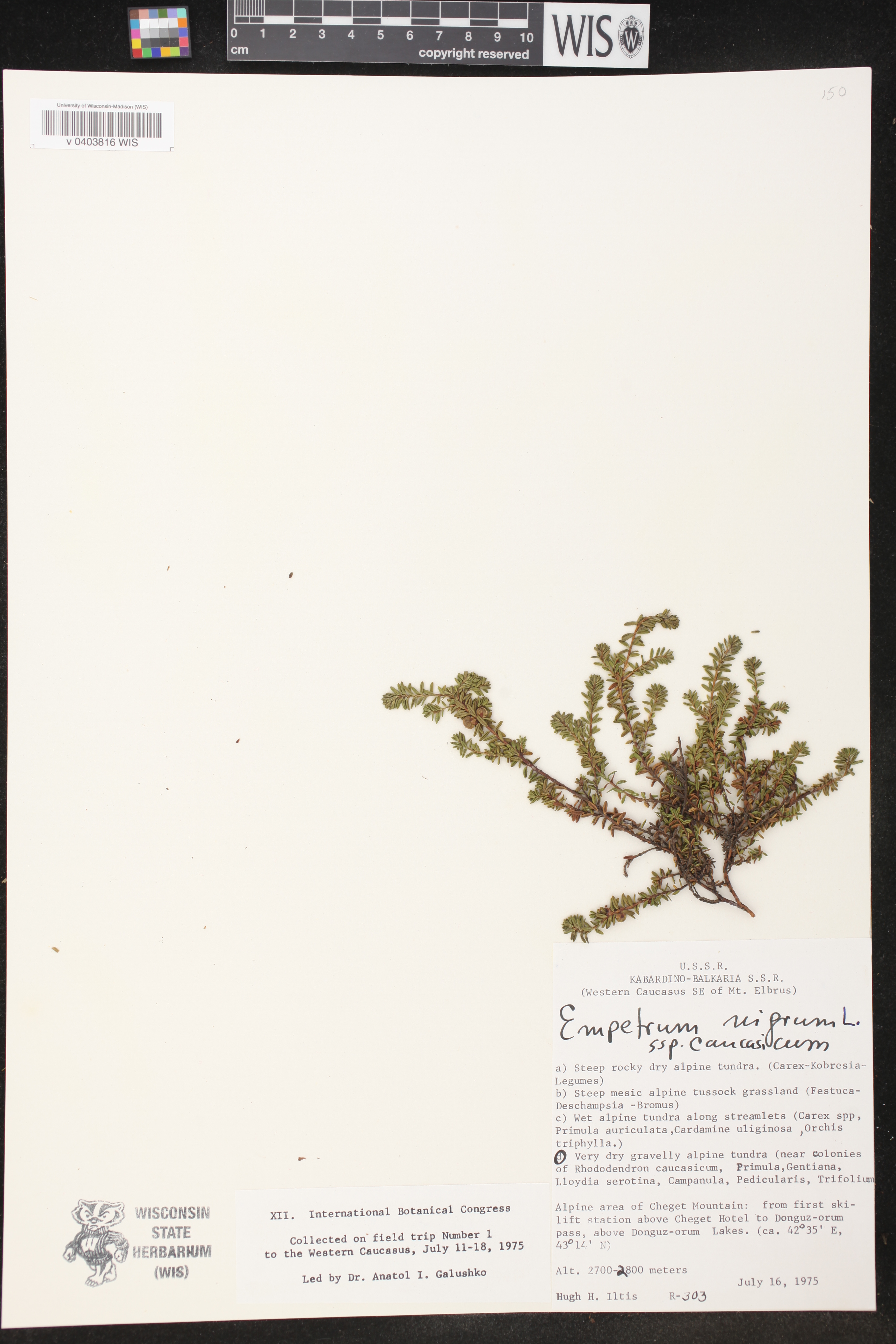 Empetrum nigrum subsp. caucasicum image