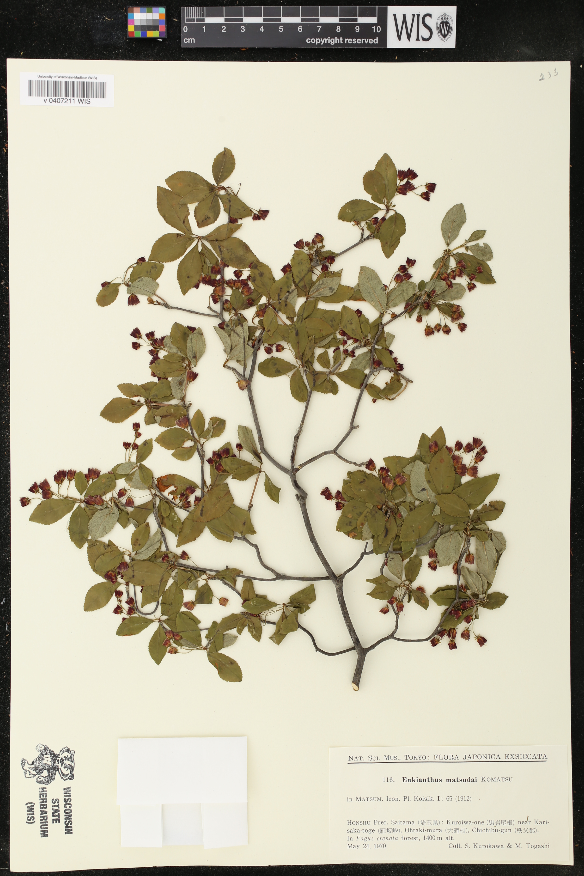 Enkianthus cernuus f. rubens image