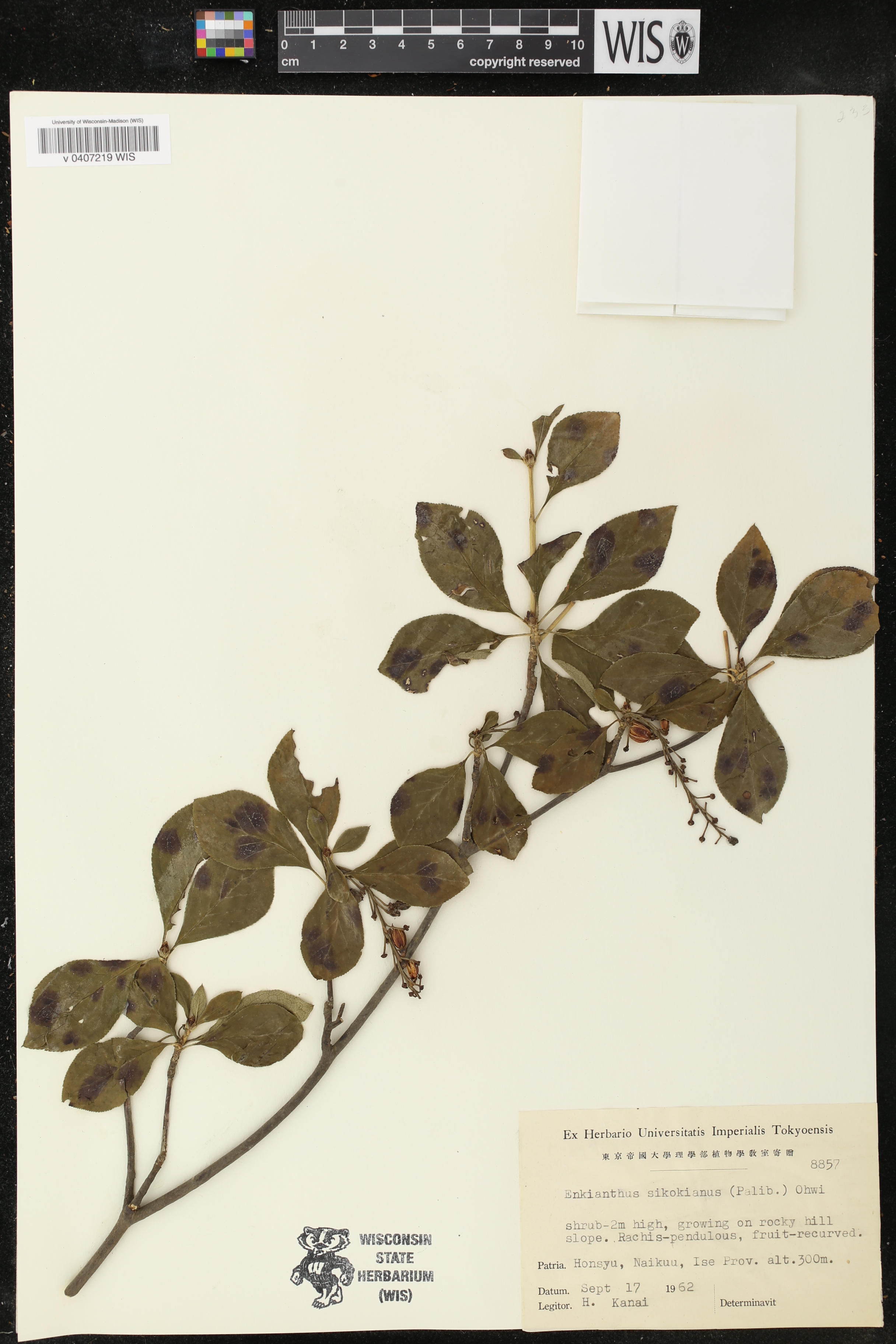 Enkianthus sikokianus image