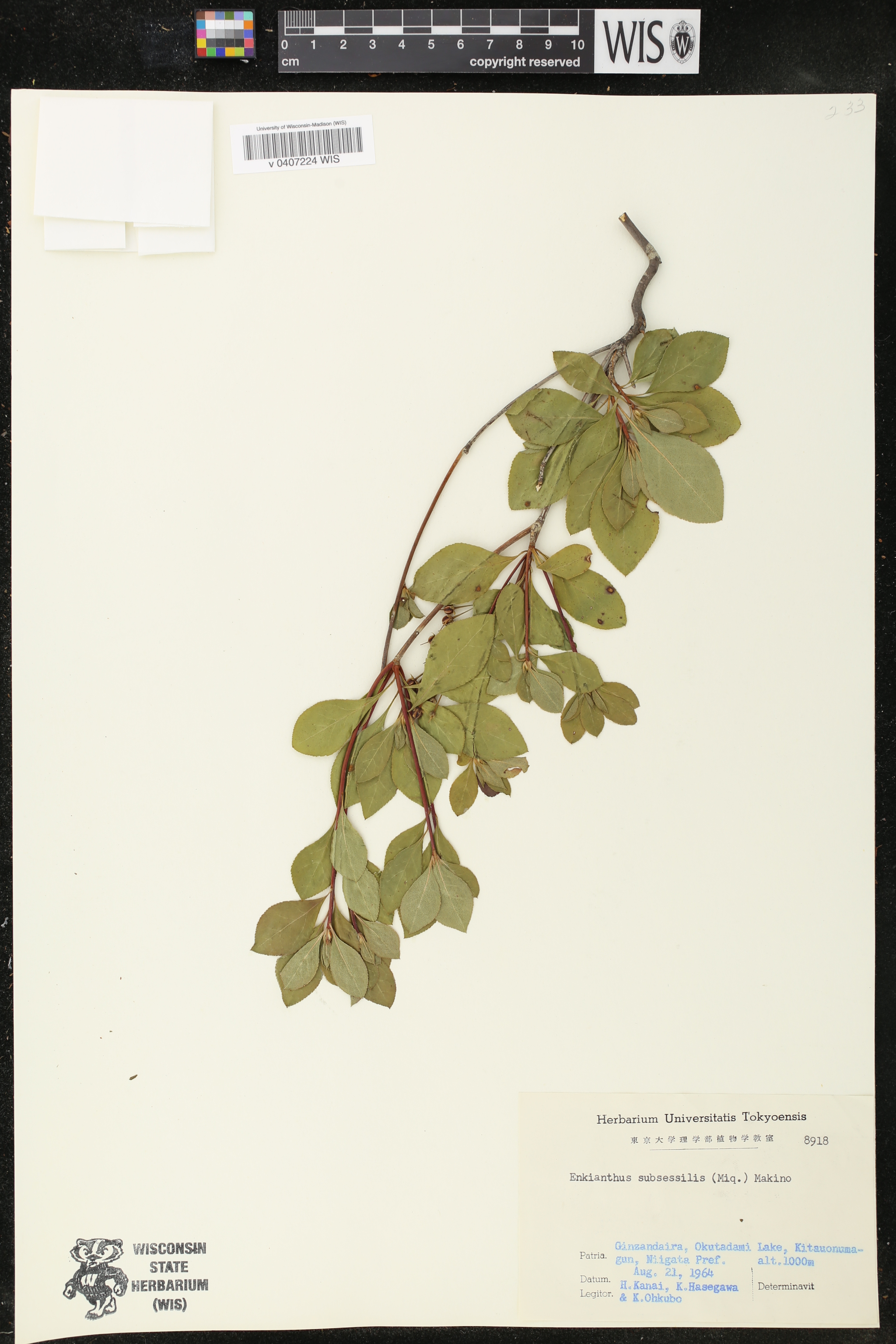 Enkianthus subsessilis image