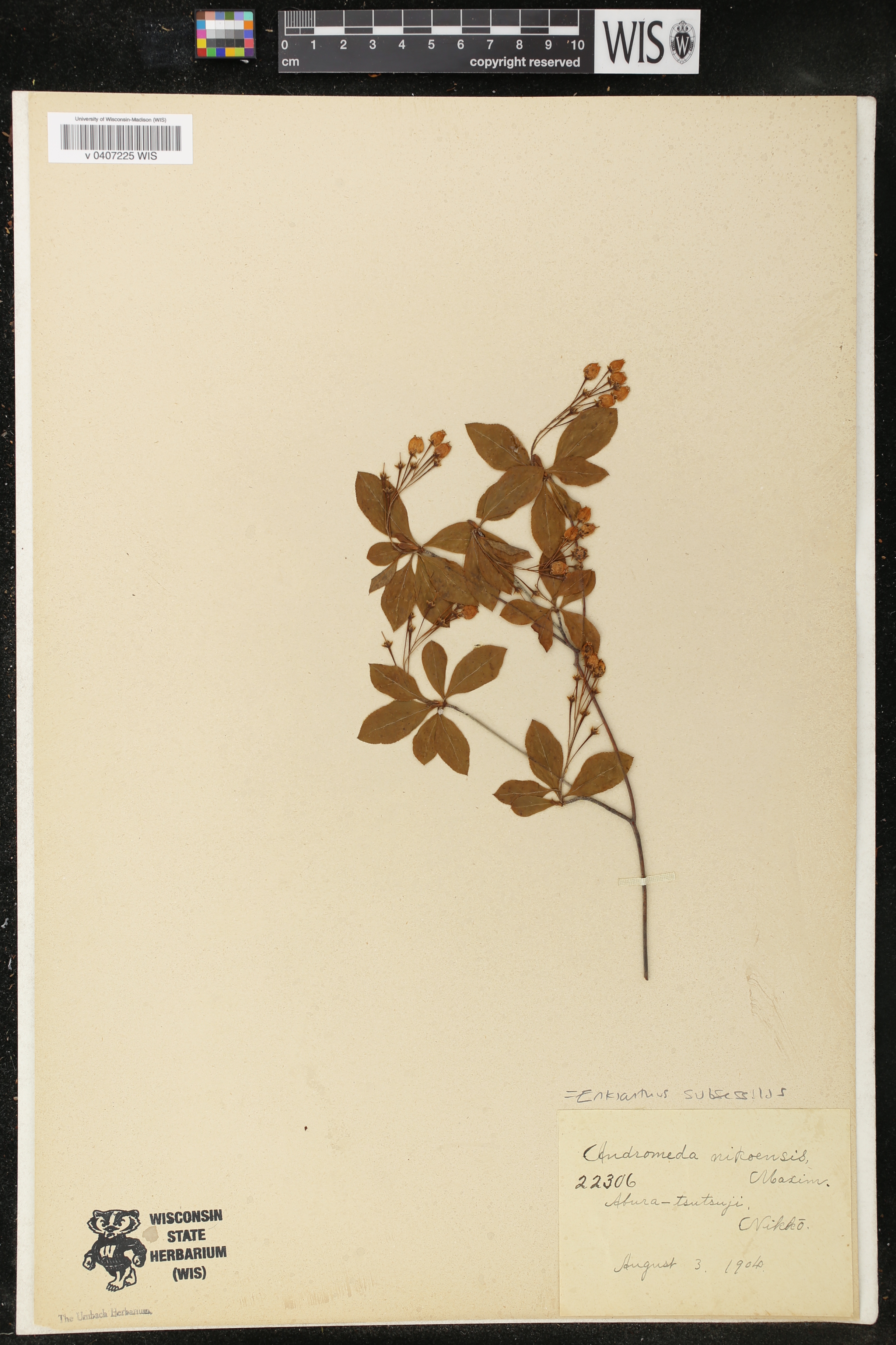 Enkianthus subsessilis image