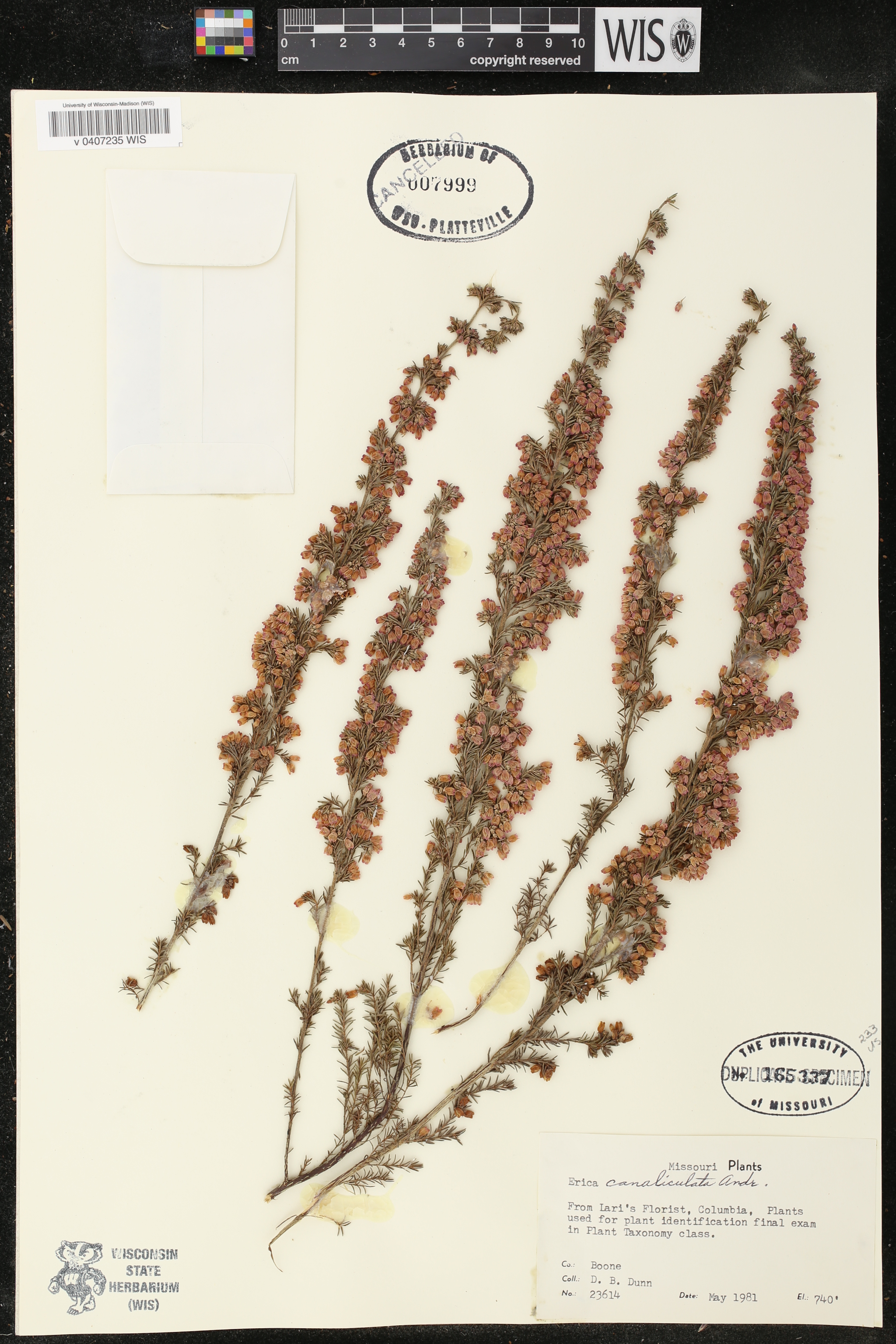 Erica canaliculata image