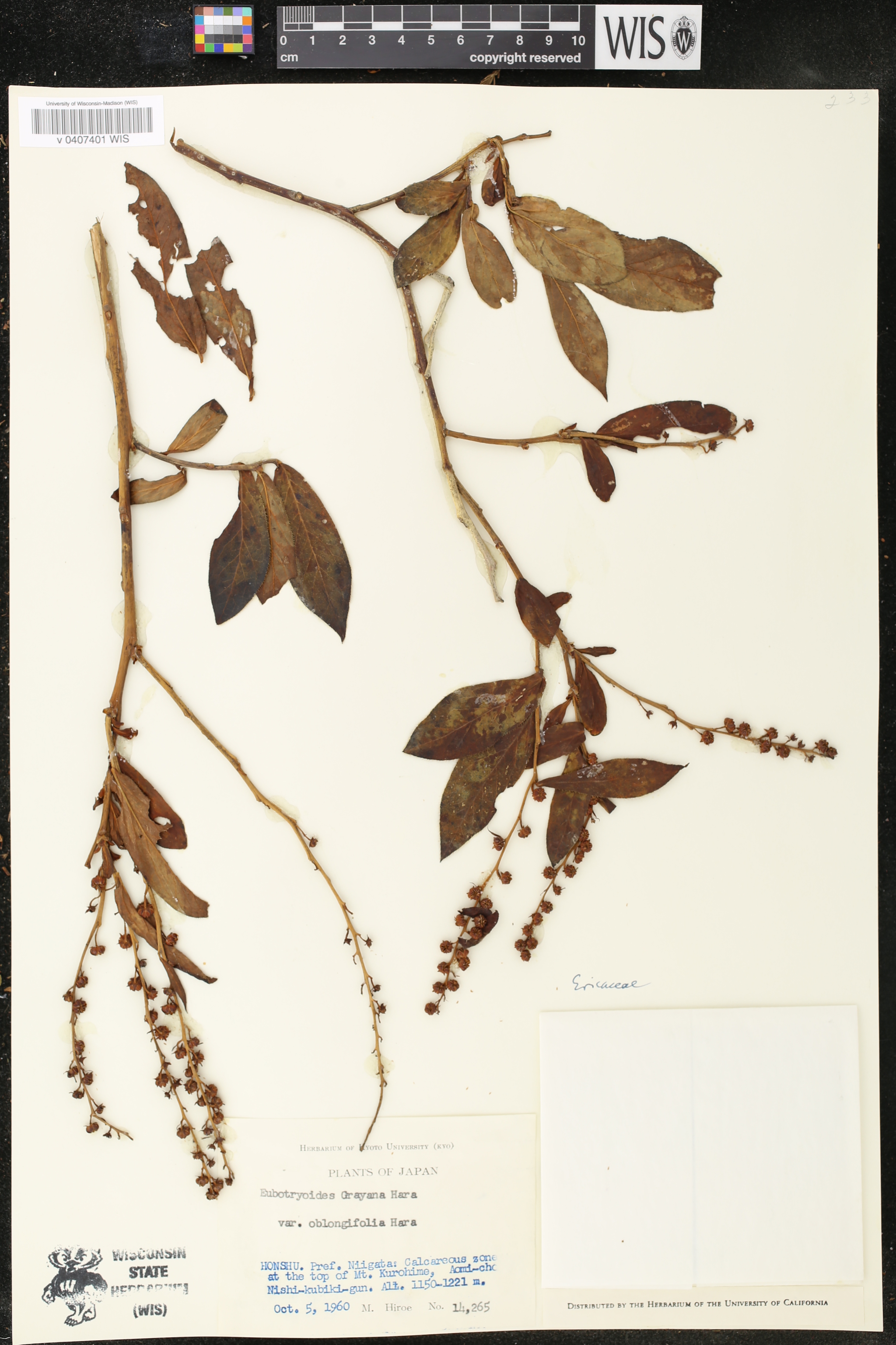 Eubotryoides grayana var. oblongifolia image