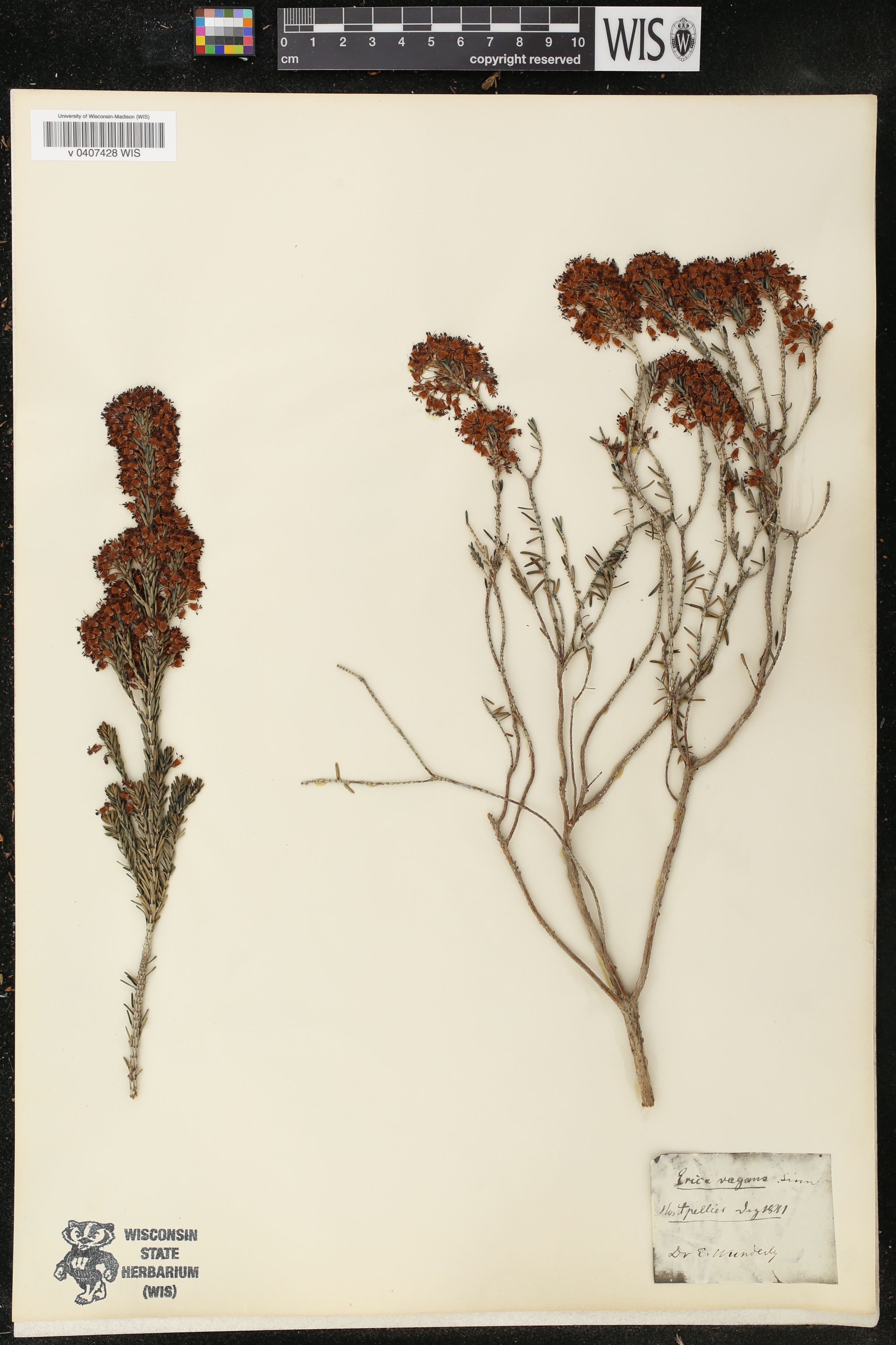 Erica vagans image