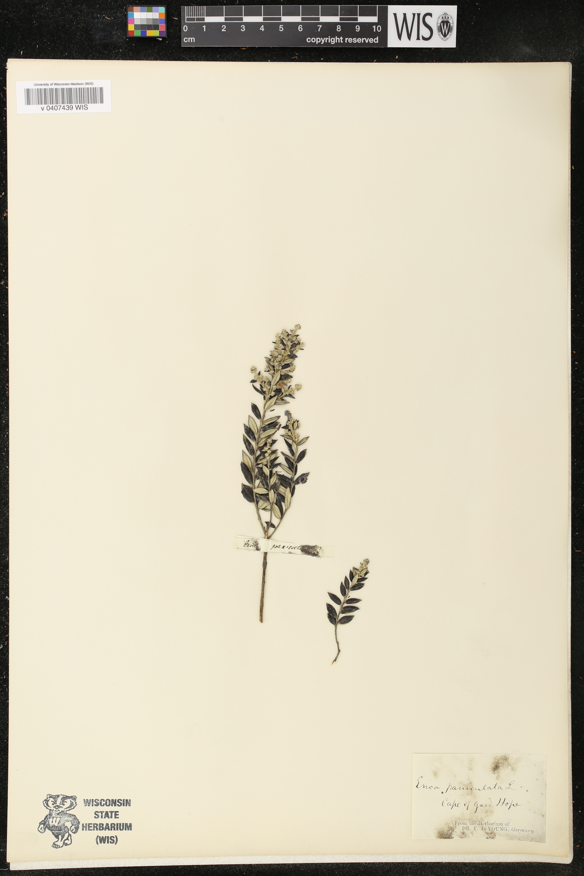 Erica paniculata image