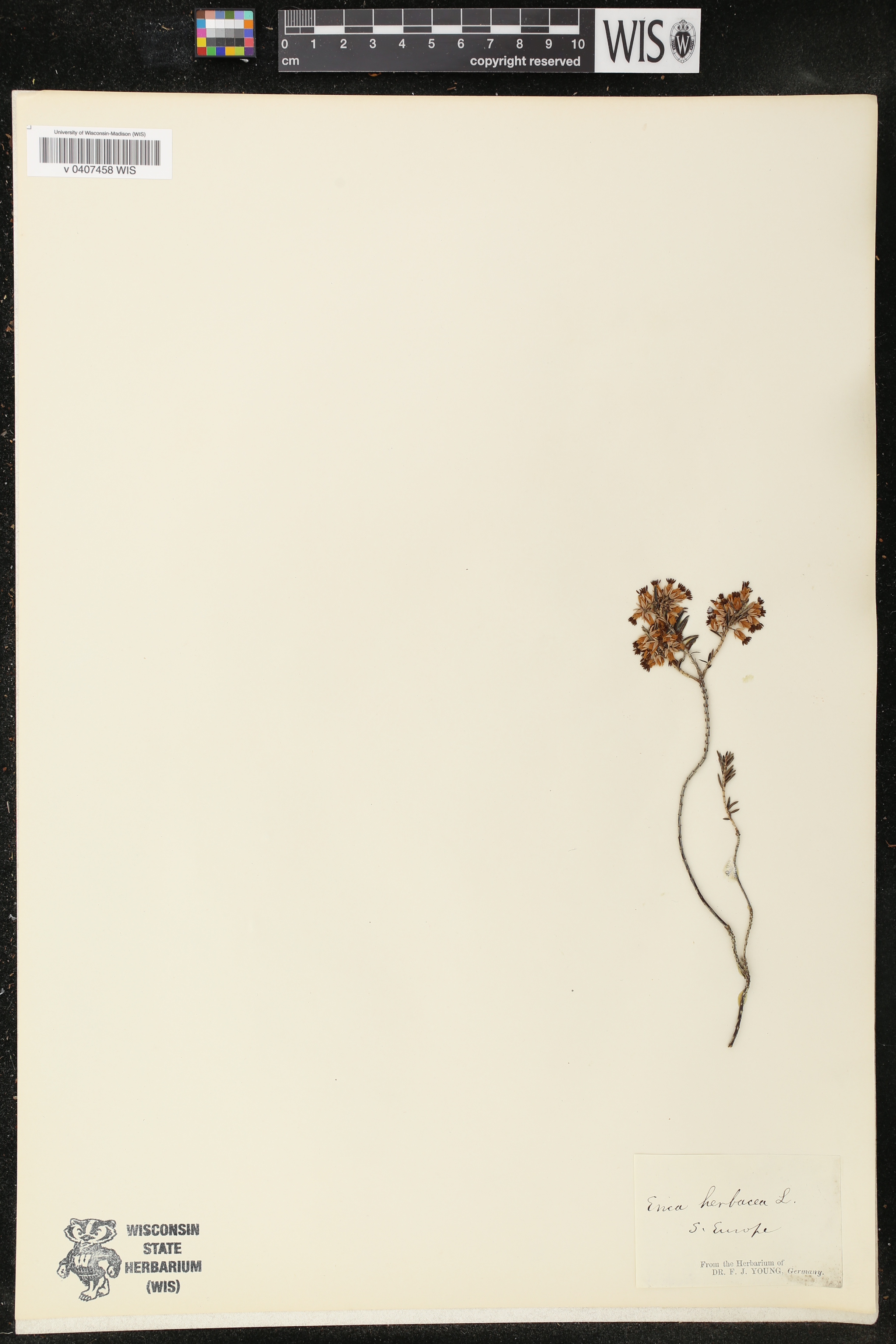 Erica herbacea image