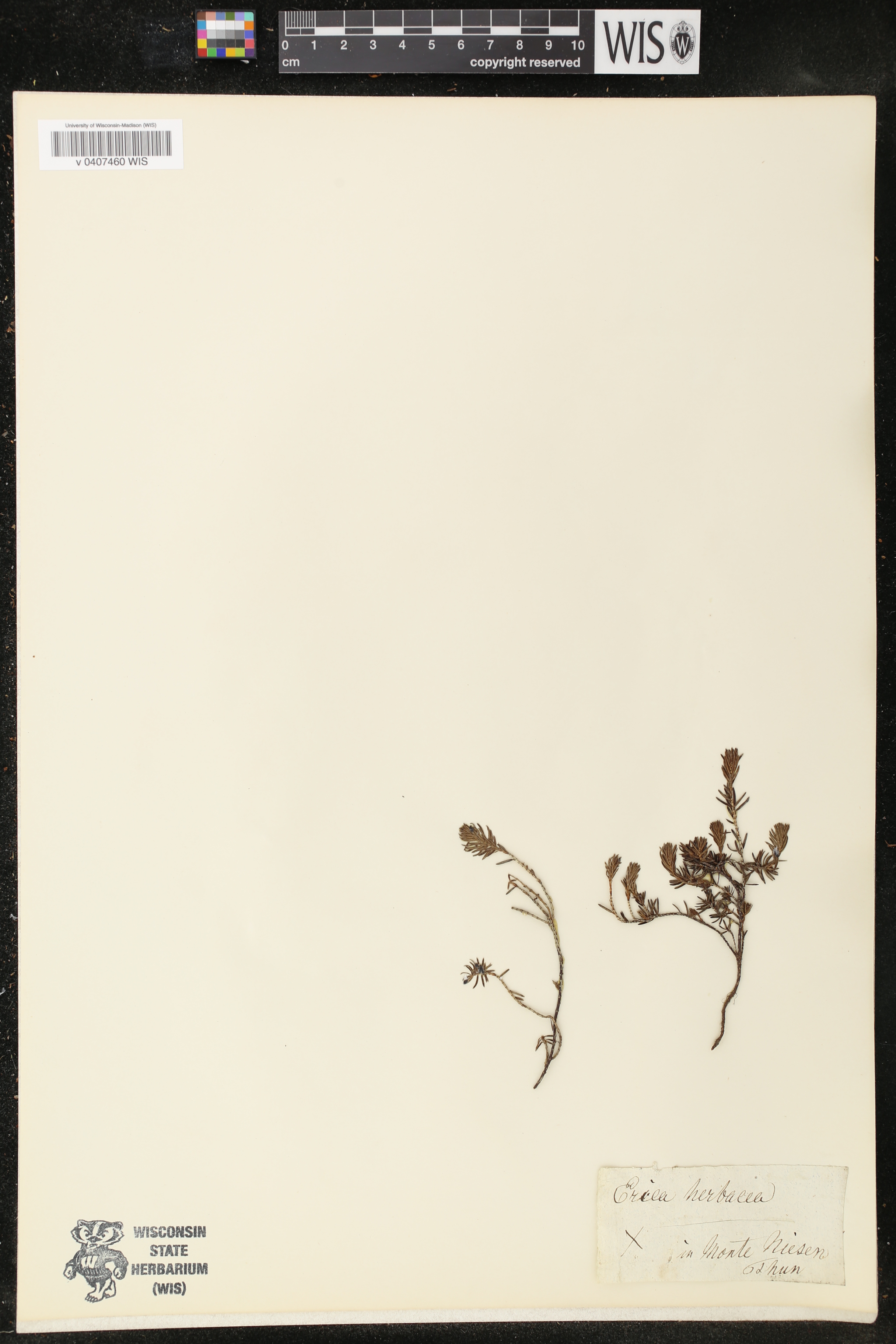 Erica herbacea image