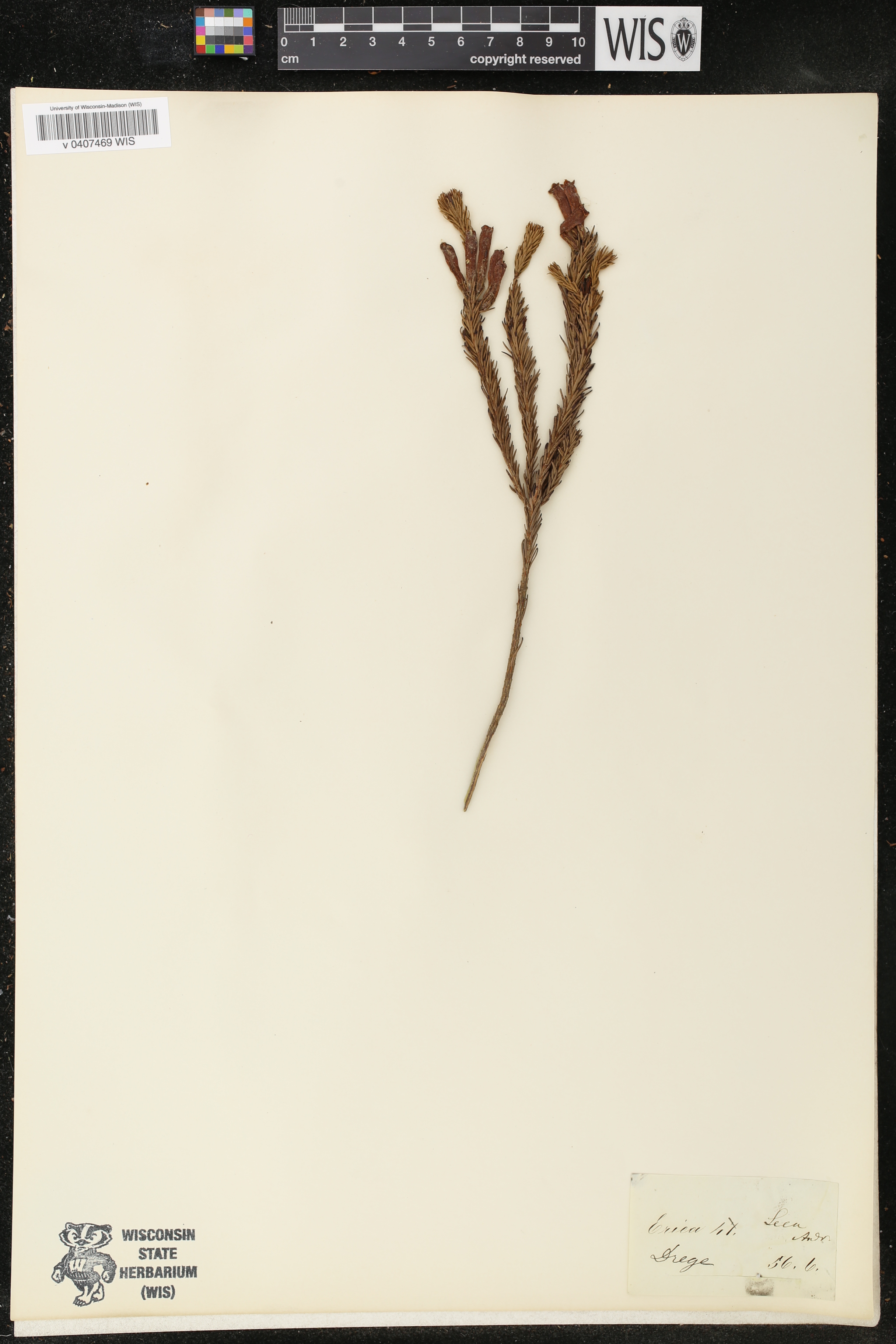 Erica viscaria subsp. longifolia image