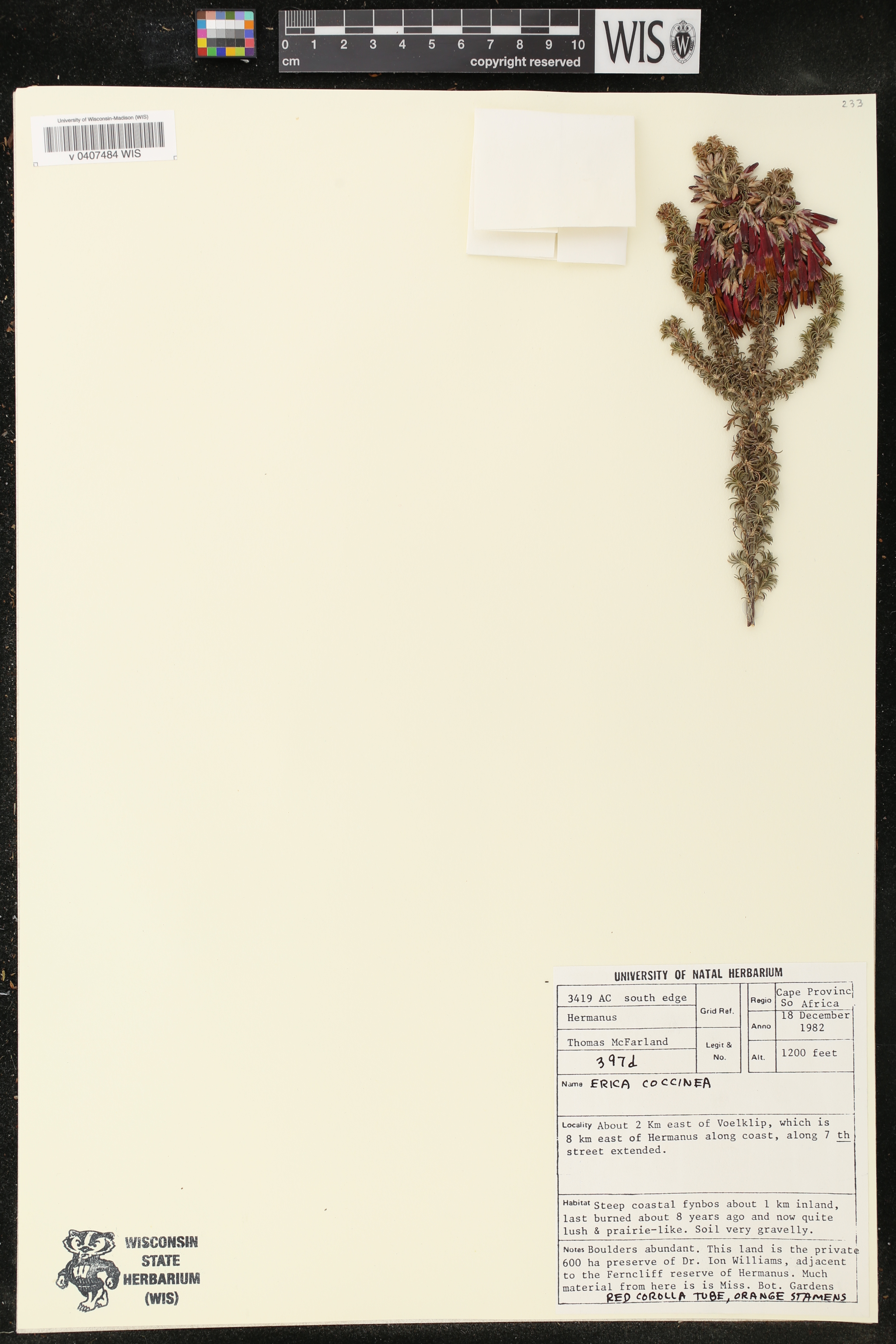 Erica coccinea image
