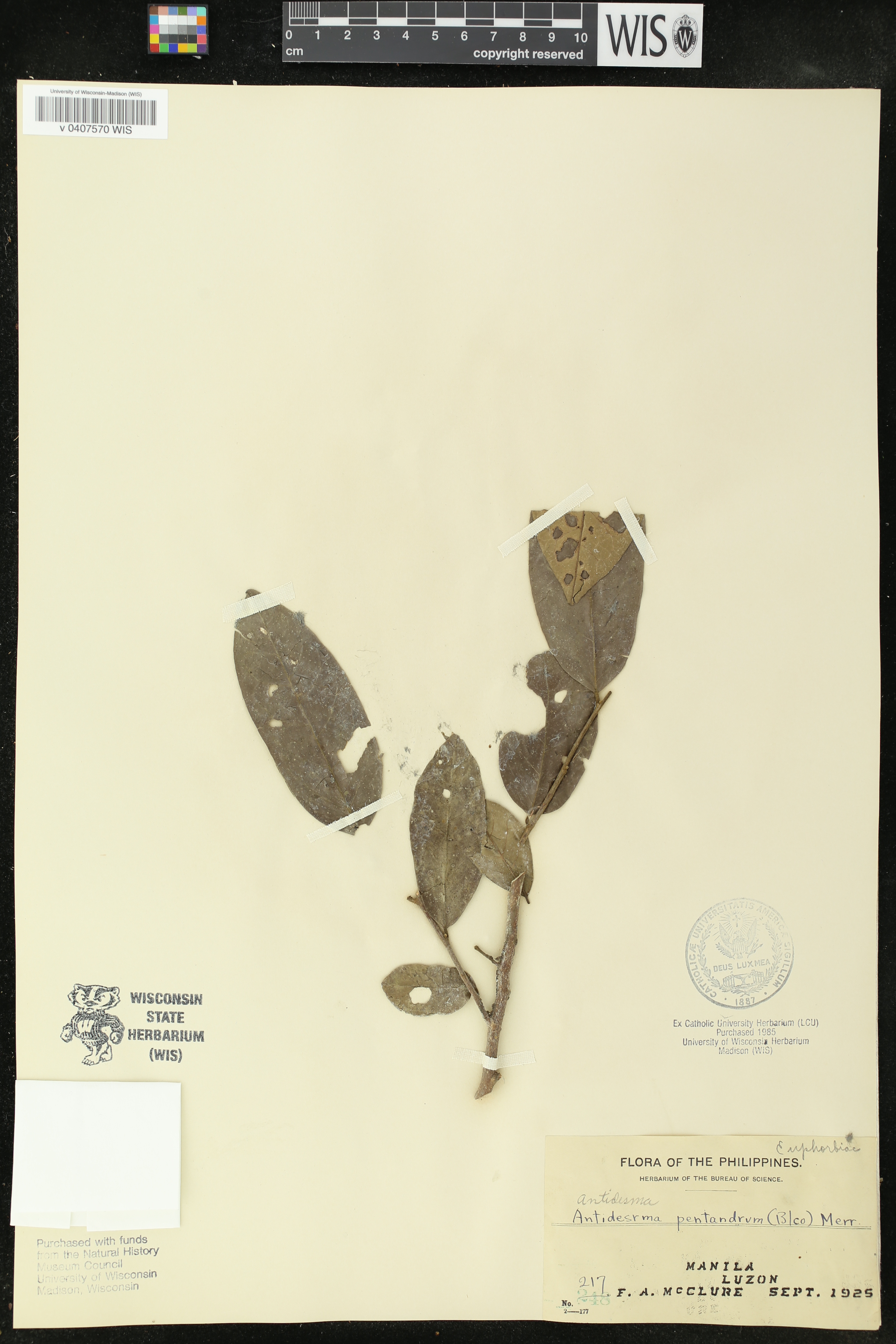 Antidesma montanum var. montanum image