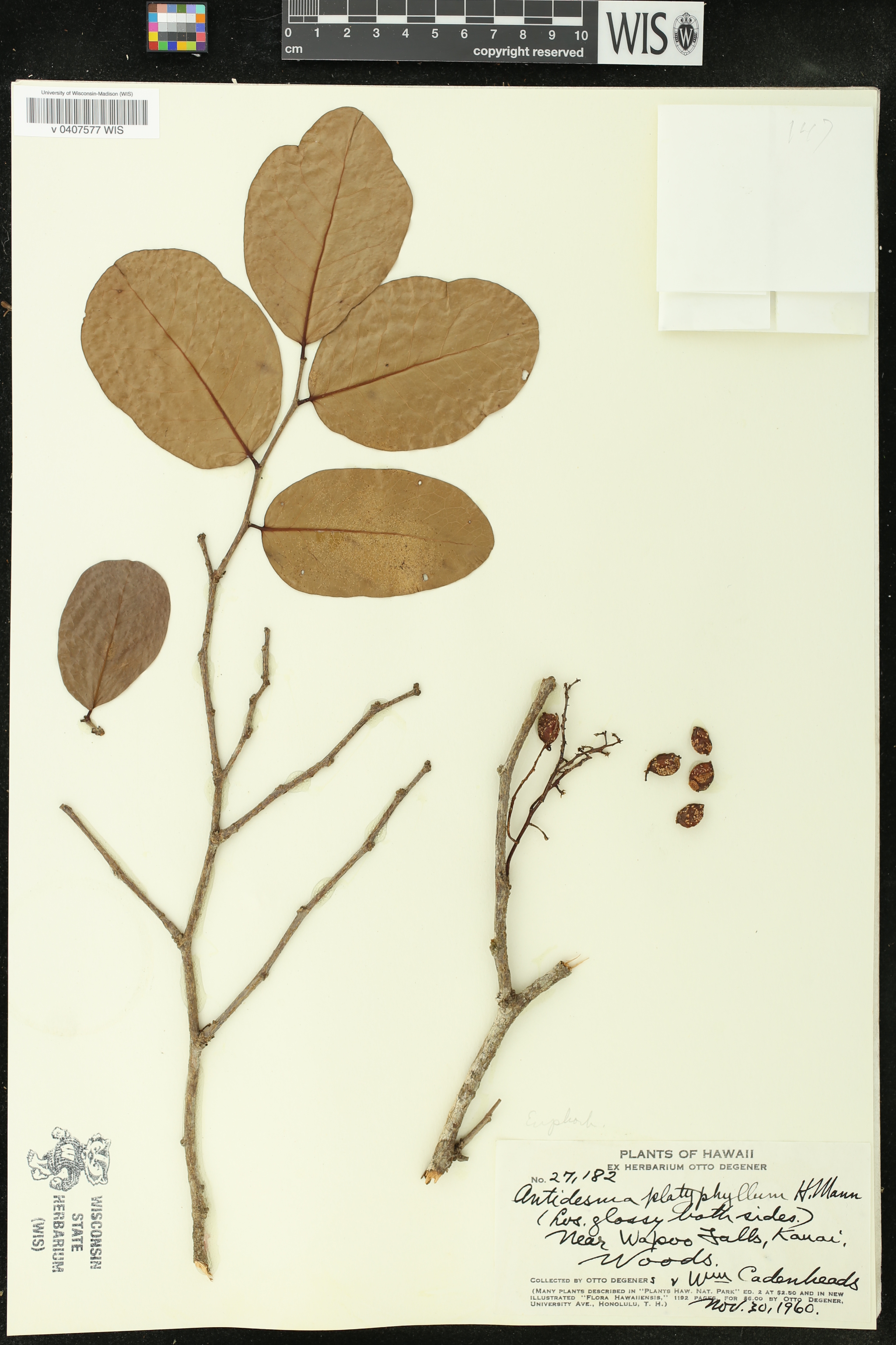 Antidesma platyphyllum image