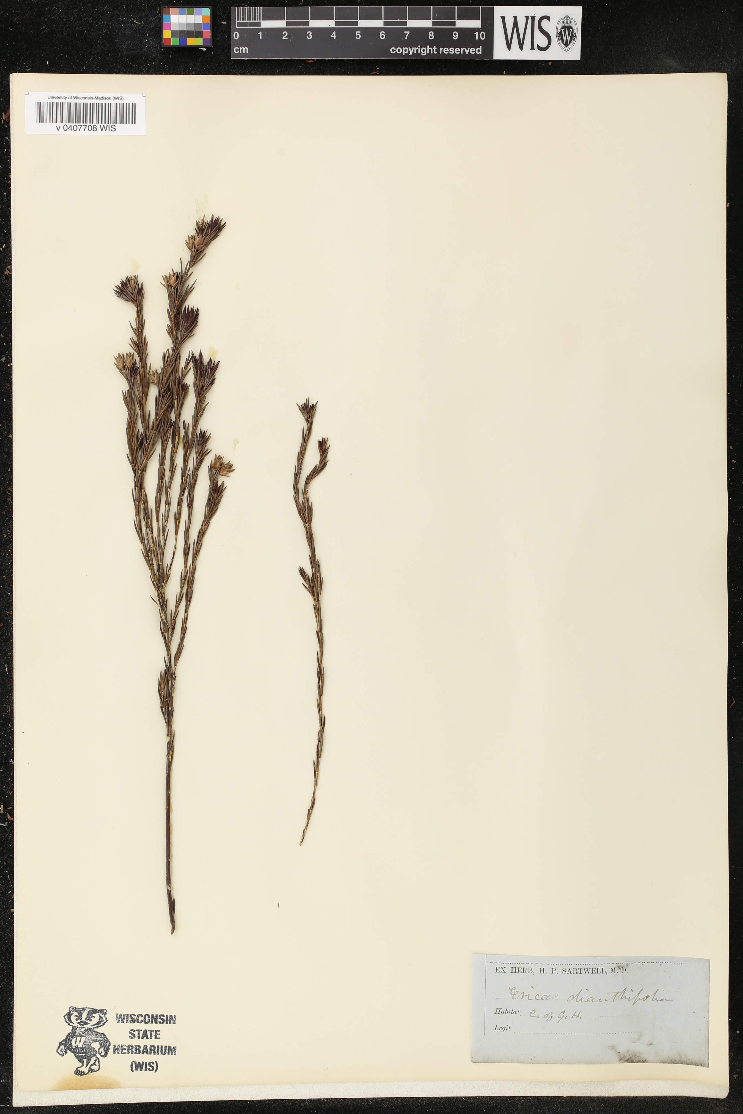 Erica dianthifolia image