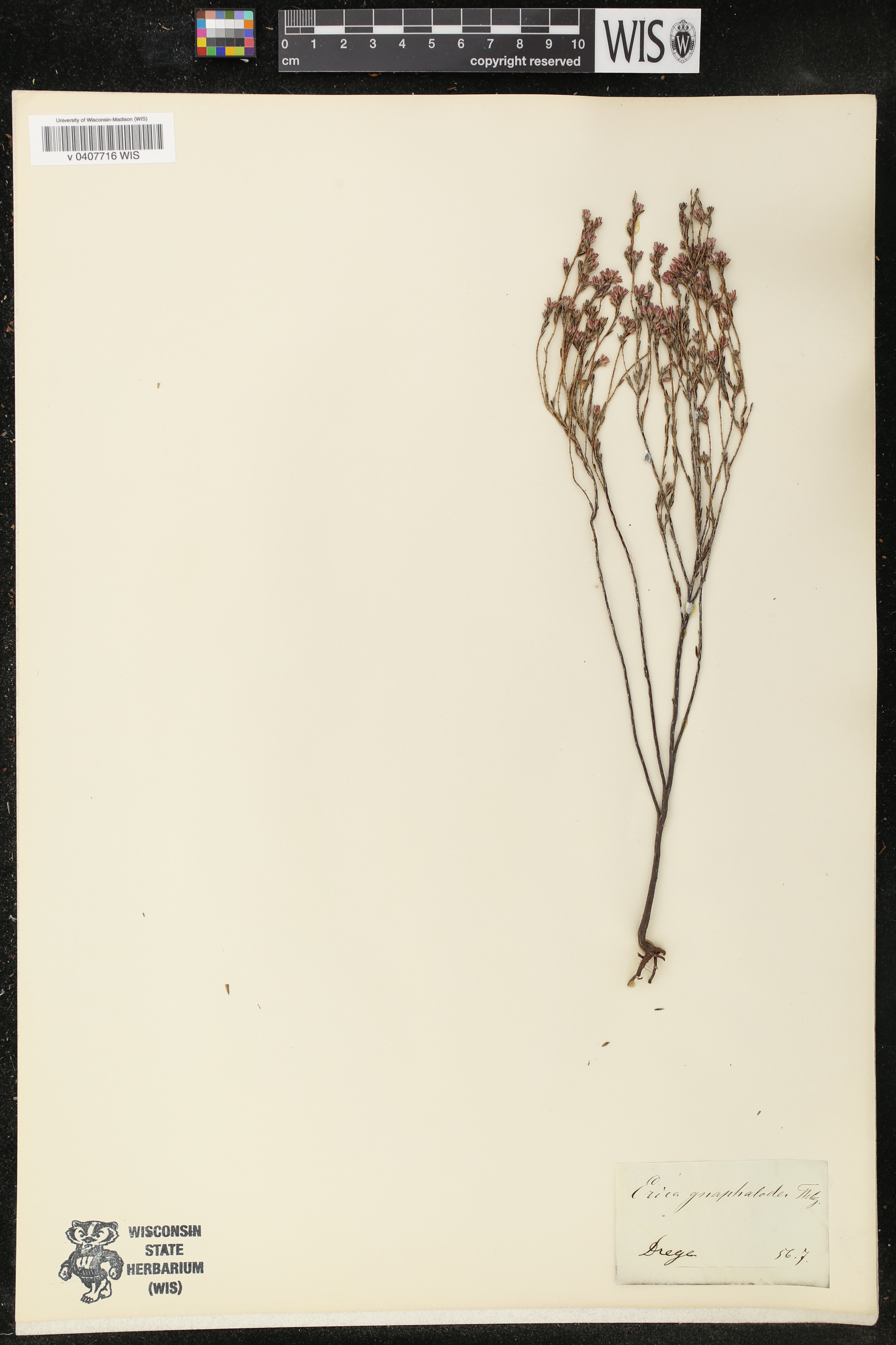 Erica gnaphaloides image