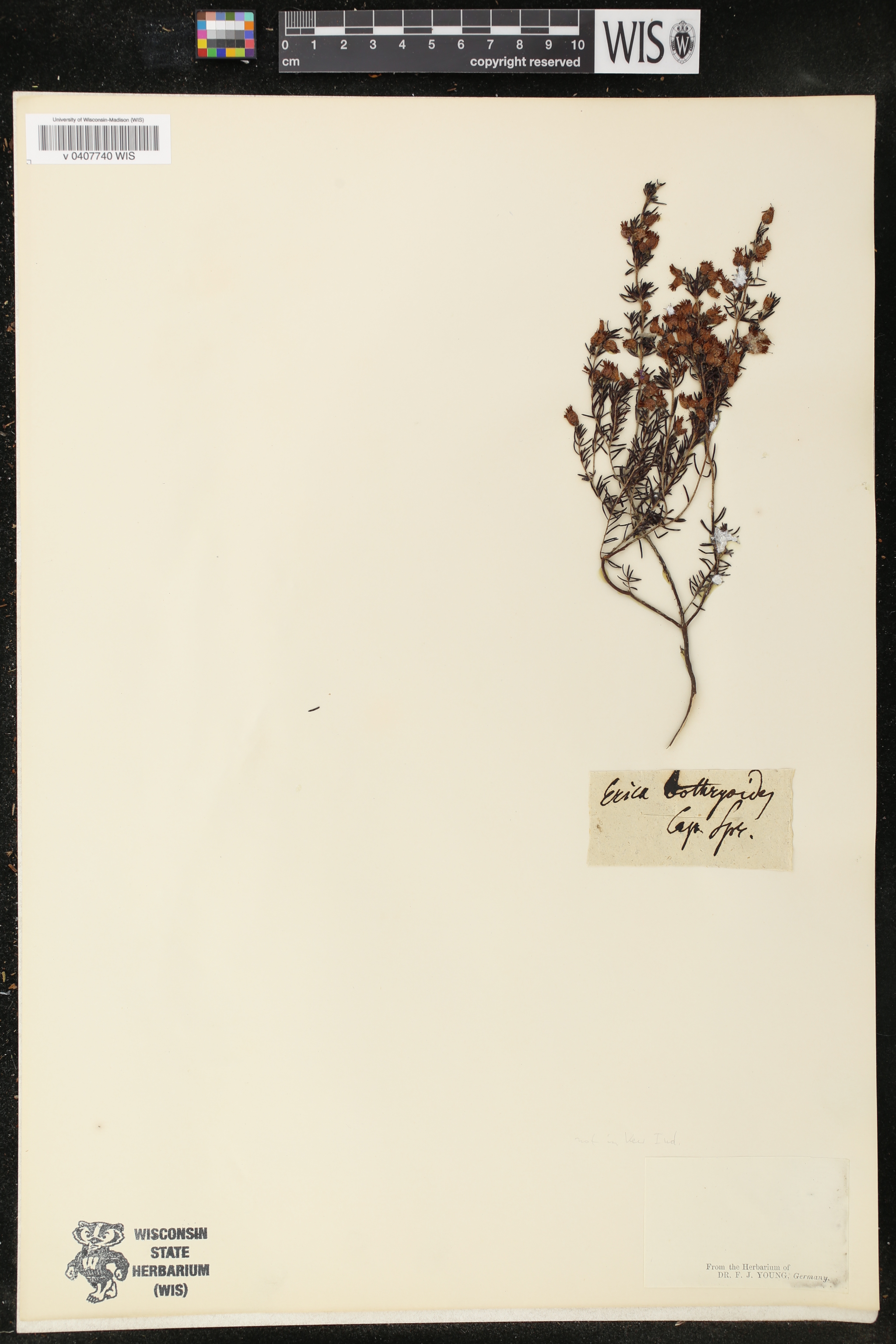 Erica botryoides image