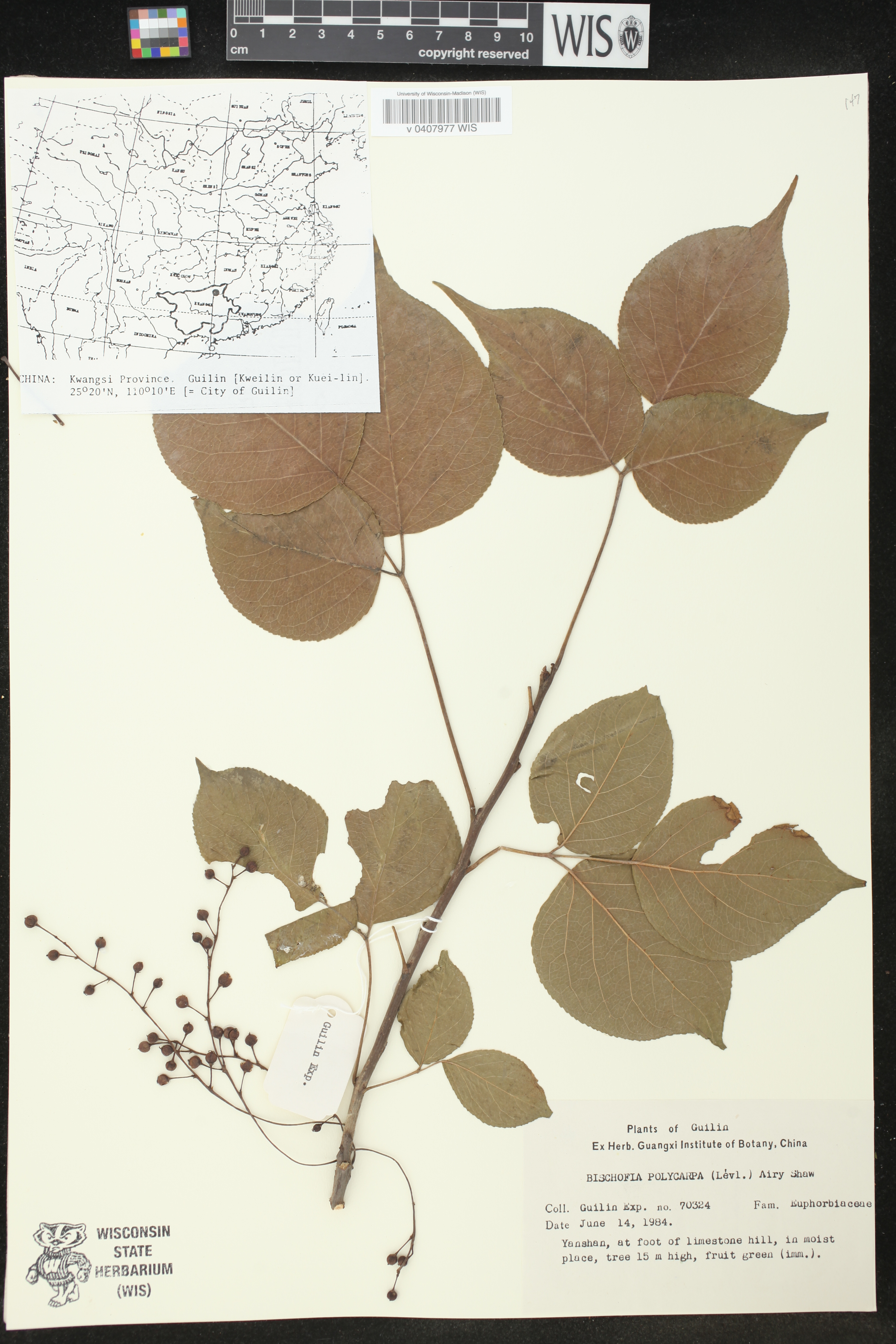 Bischofia polycarpa image
