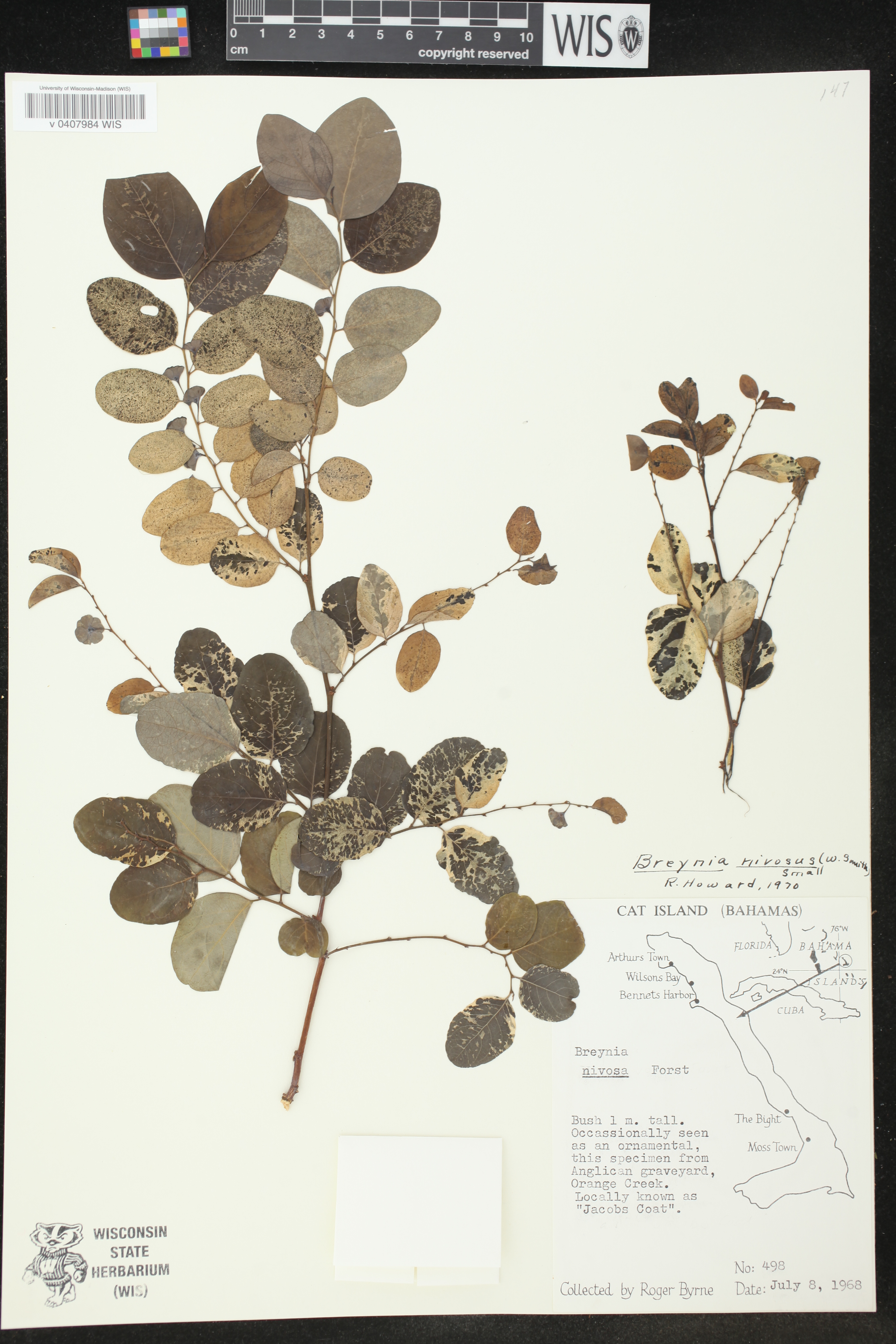 Breynia nivosa image