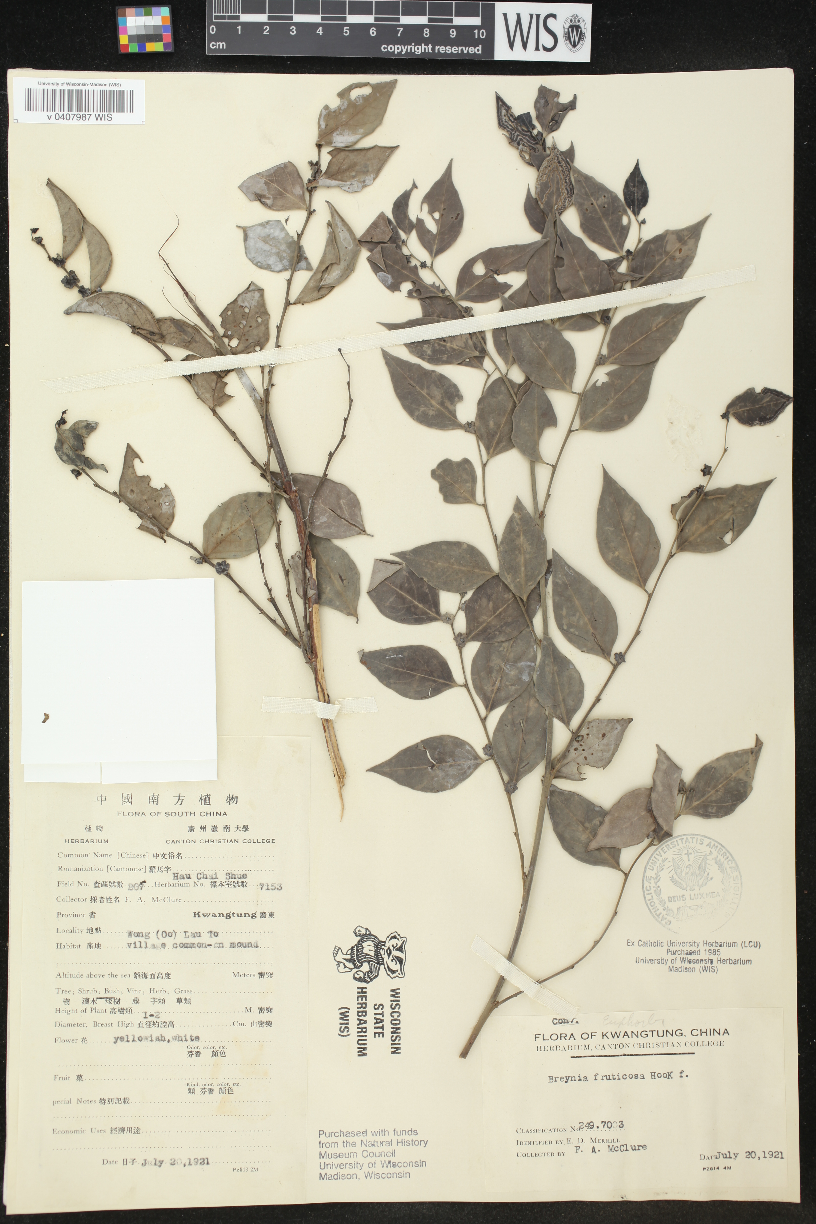 Breynia fruticosa image