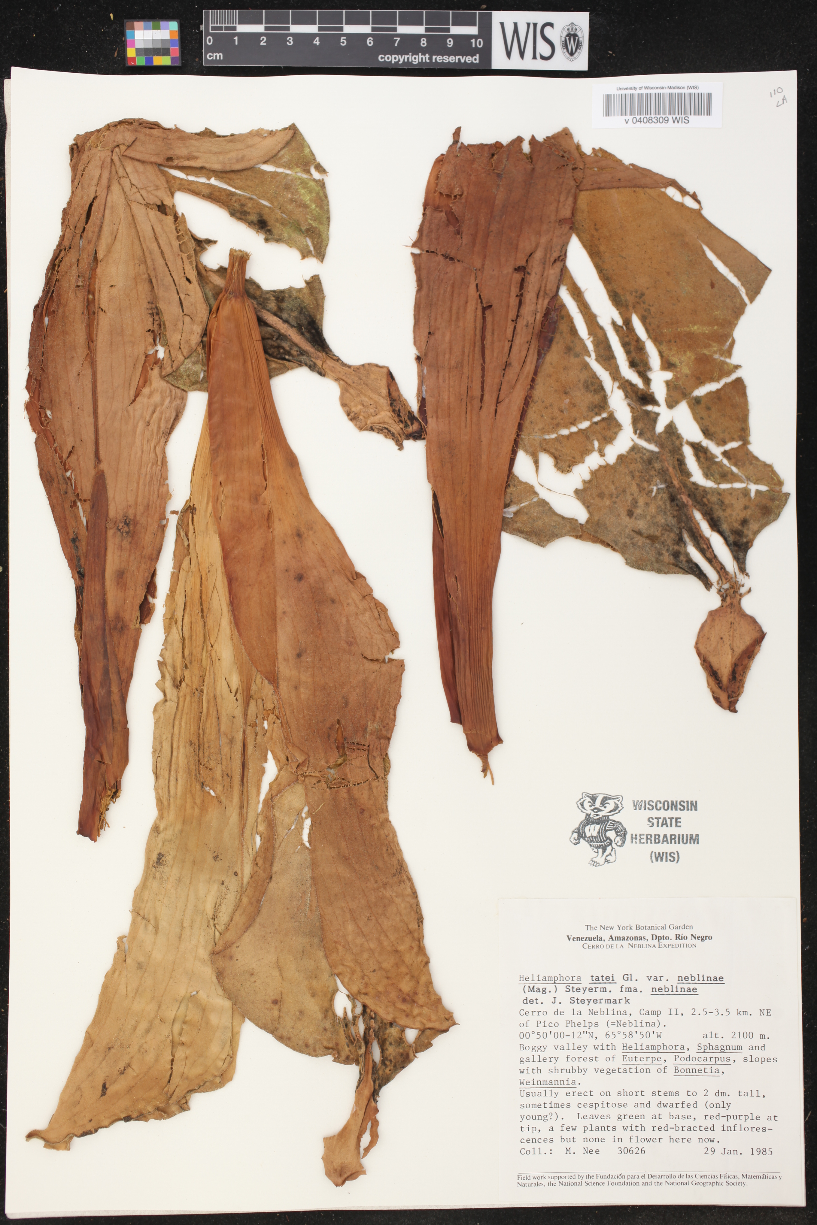 Heliamphora tatei image