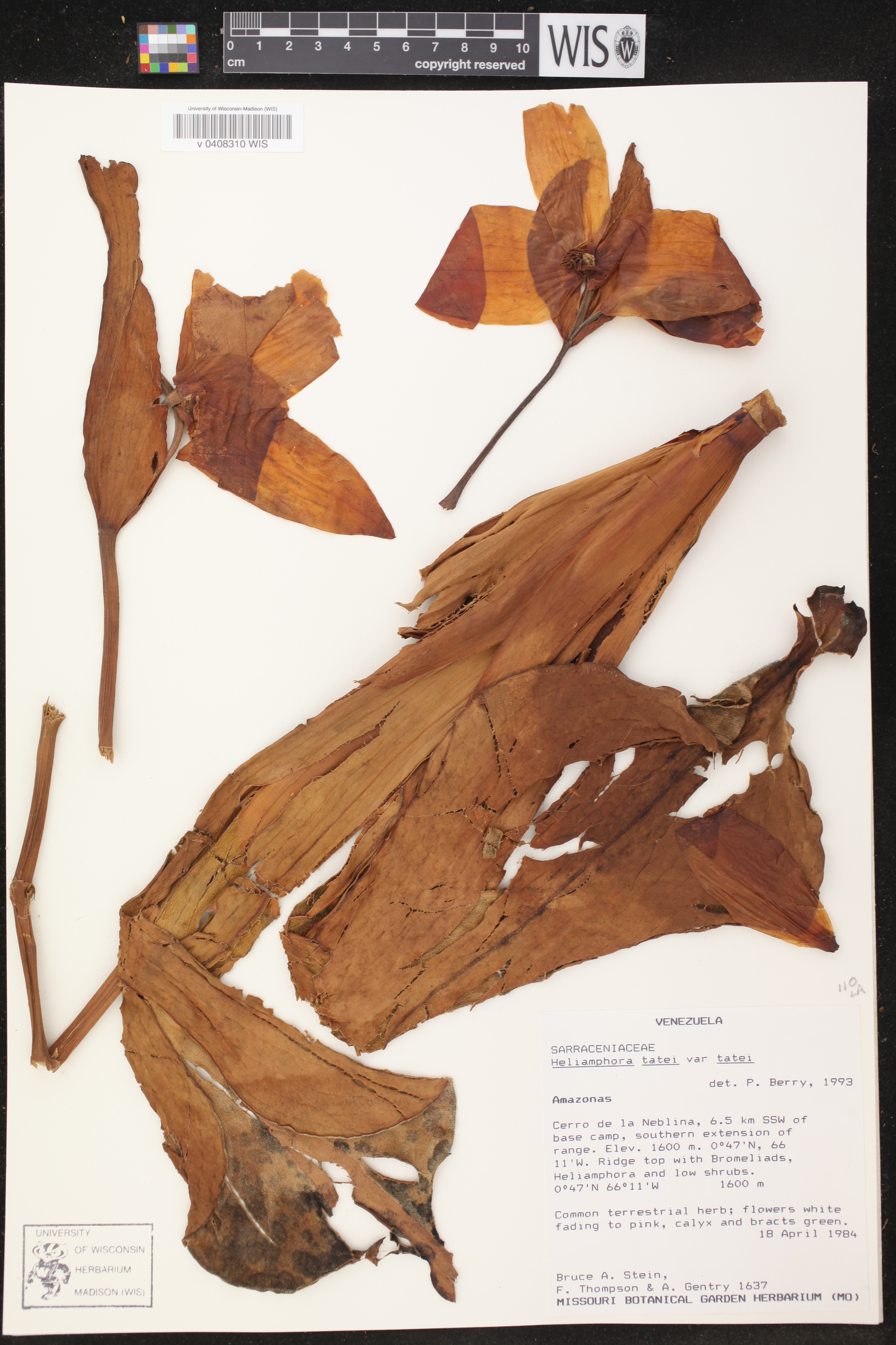 Heliamphora tatei var. tatei image