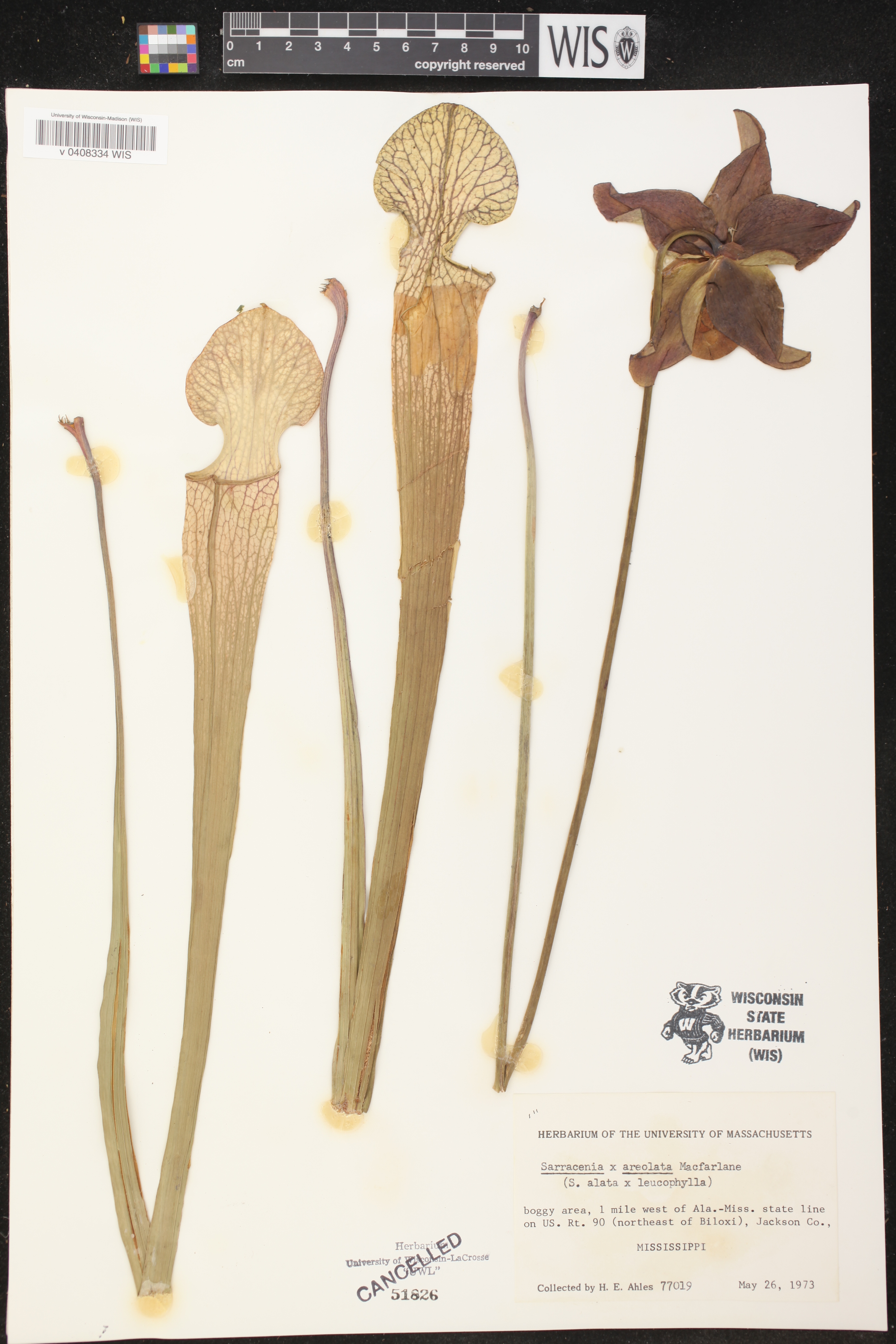 Sarracenia x areolata image