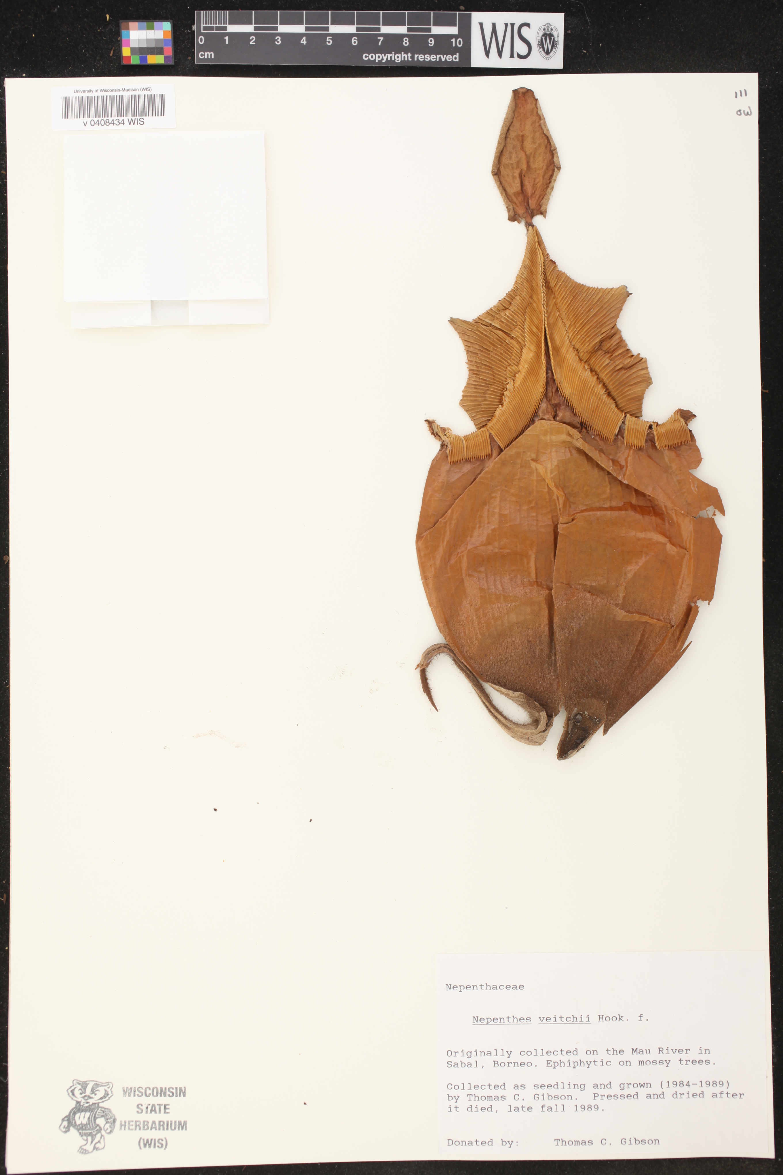 Nepenthes veitchii image
