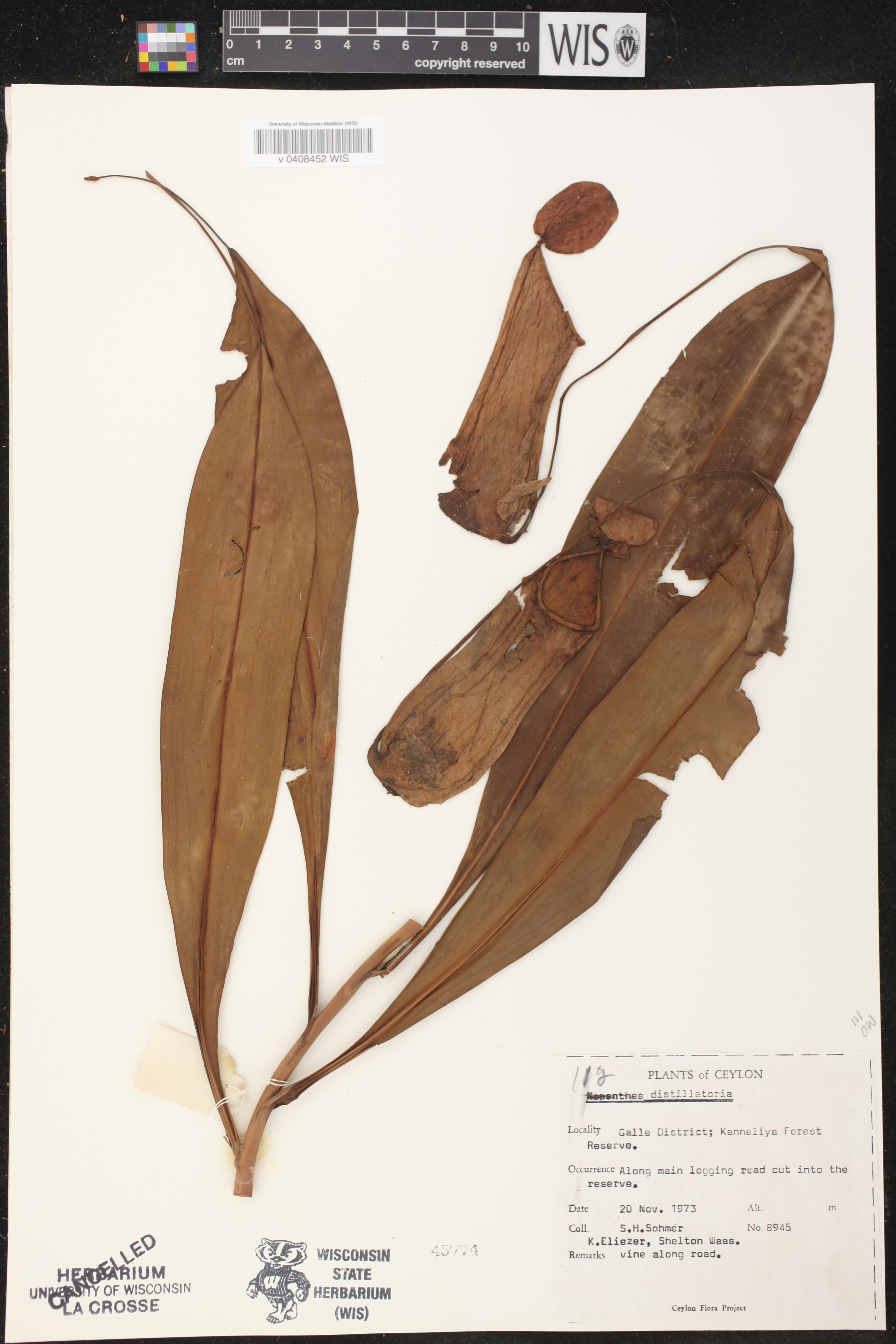 Nepenthes distillatoria image