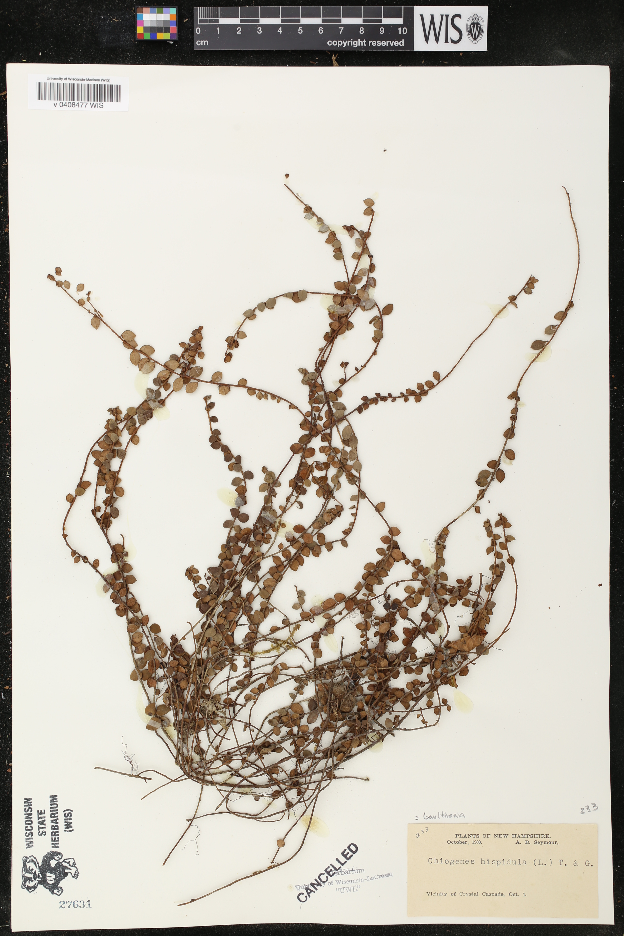 Chiogenes image