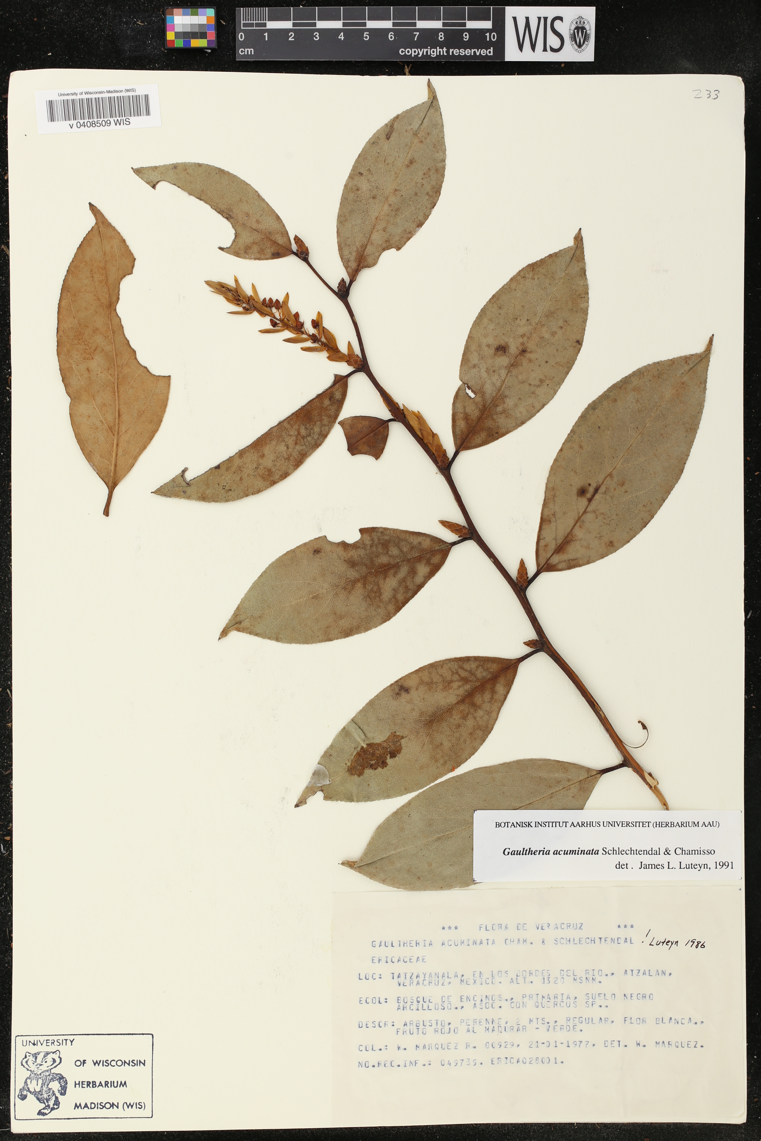 Gaultheria acuminata image