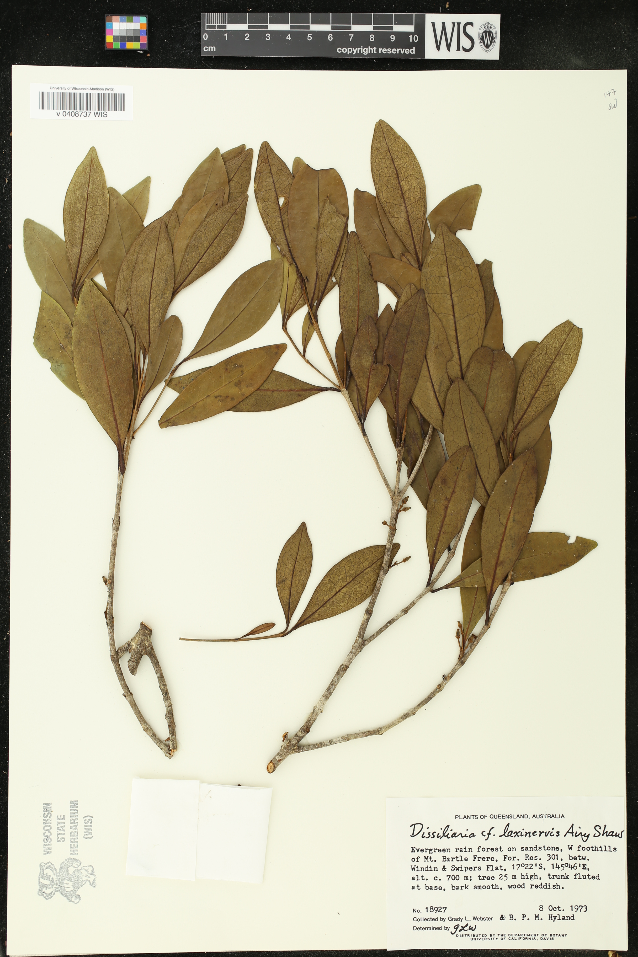 Dissiliaria image