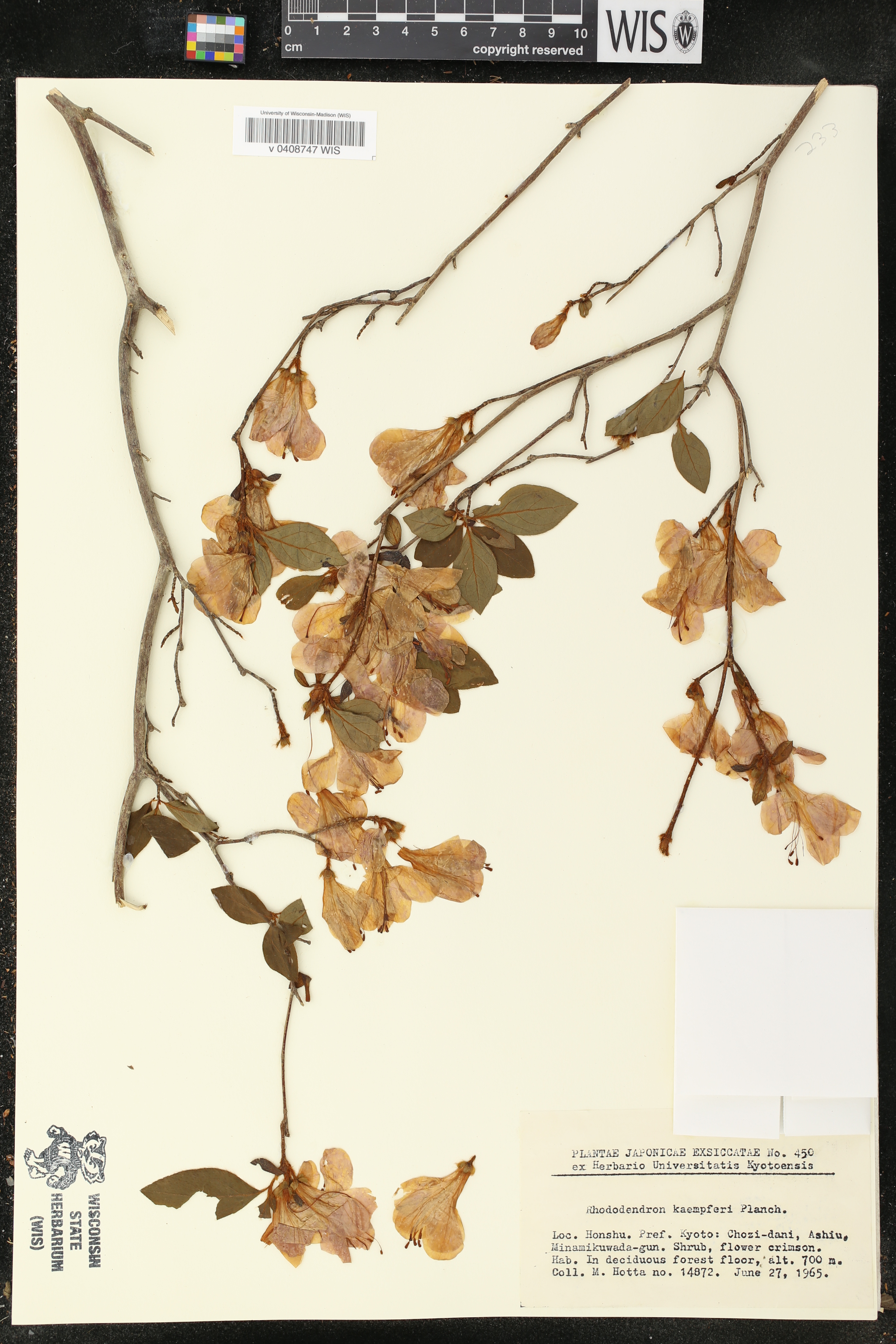 Rhododendron kaempferi image