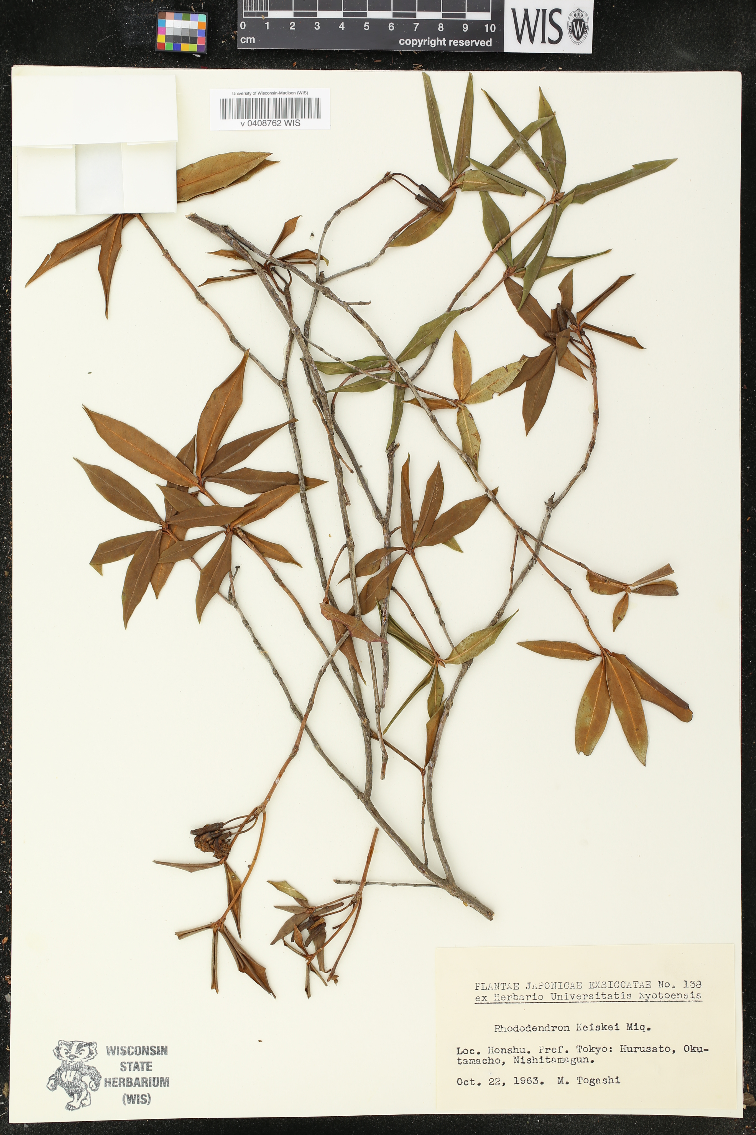 Rhododendron keiskei image