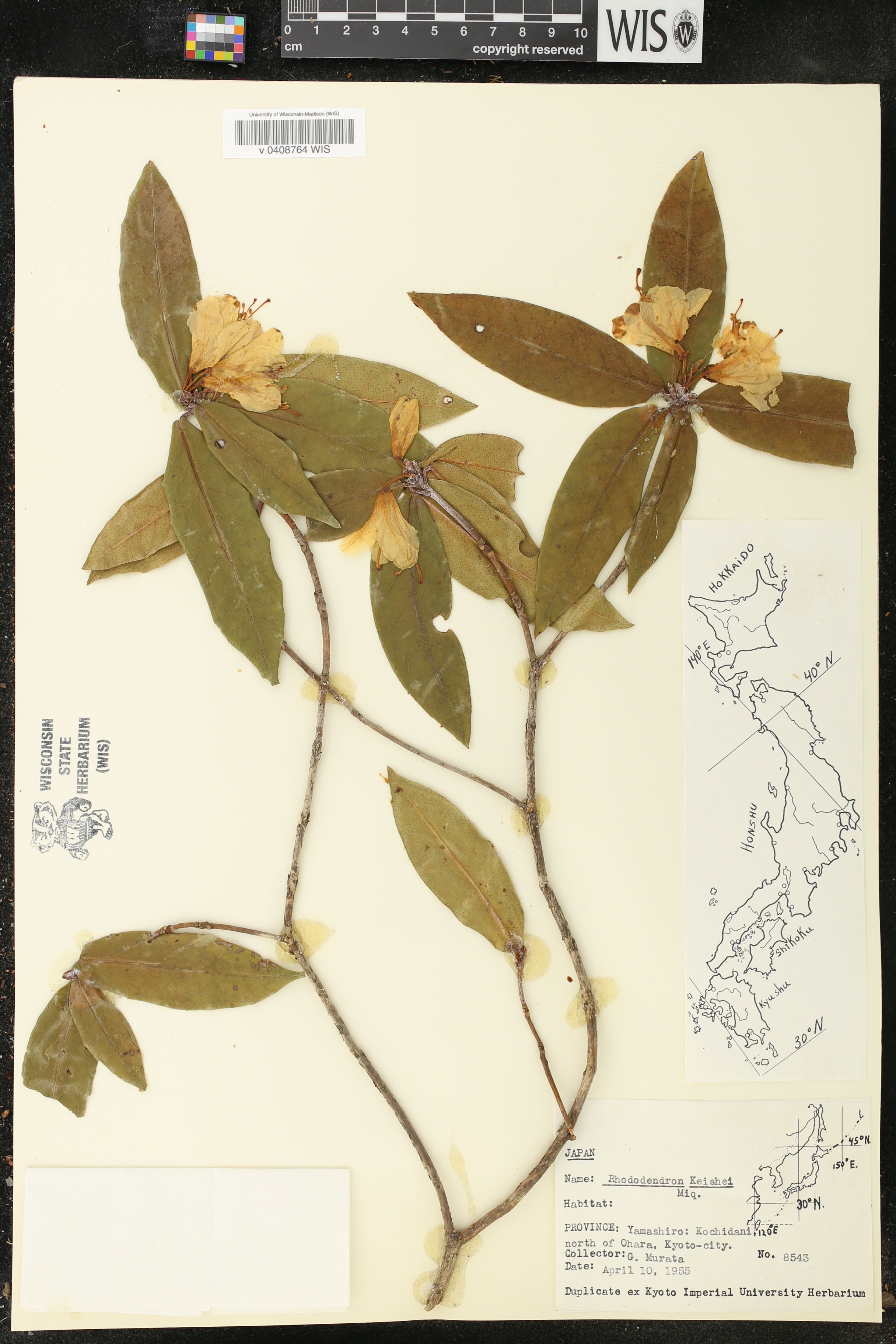 Rhododendron keiskei image