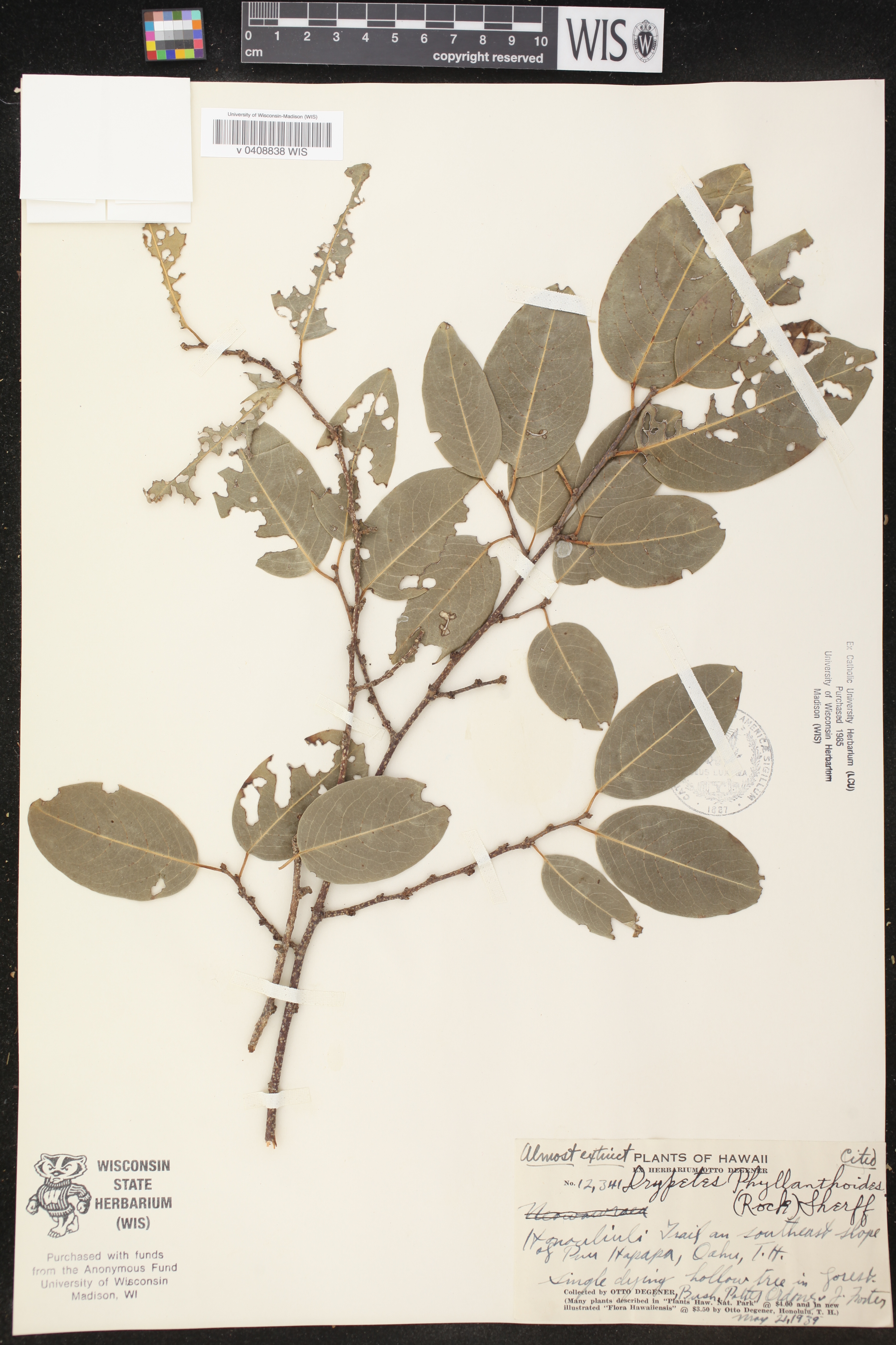 Drypetes phyllanthoides image