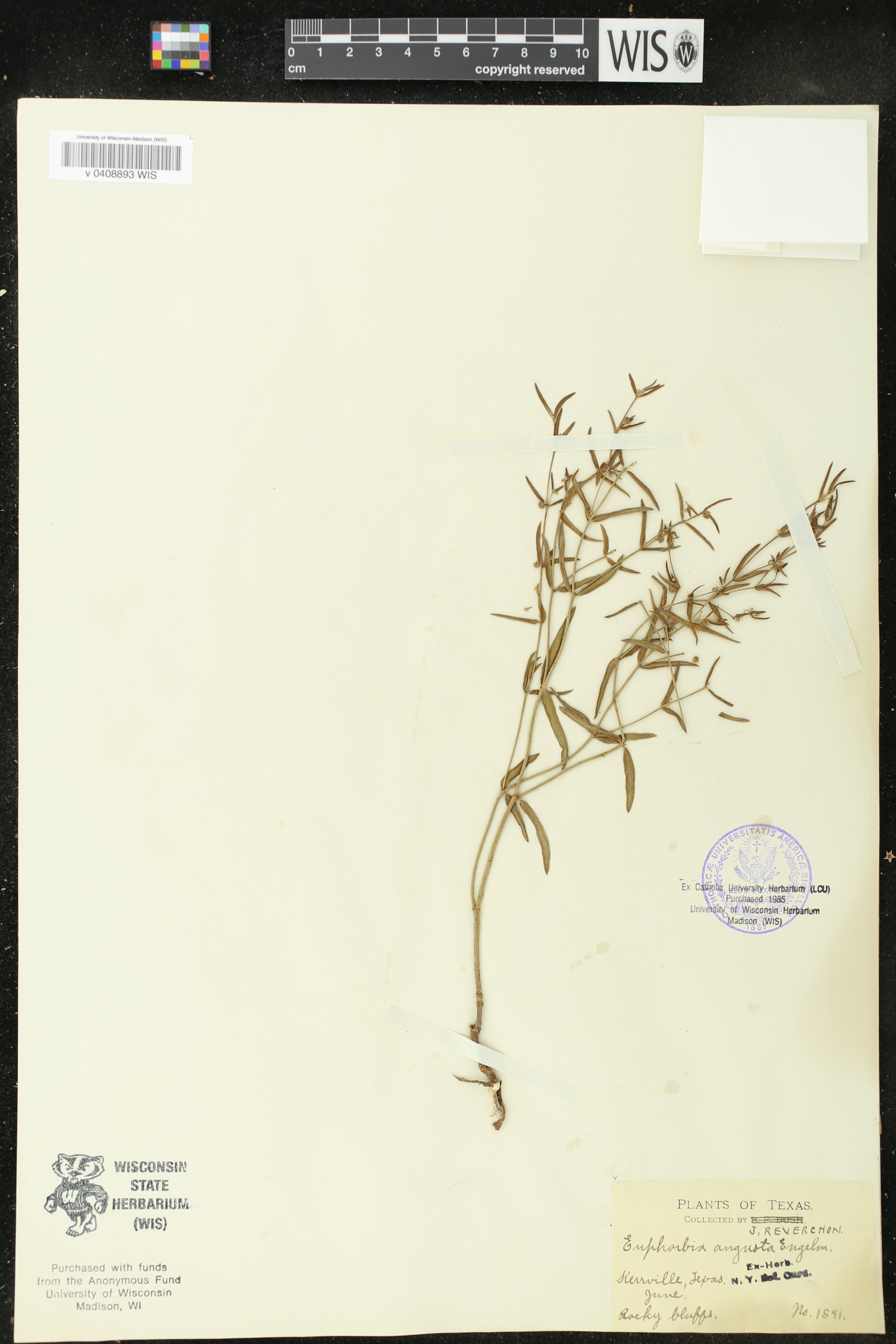 Euphorbia angusta image