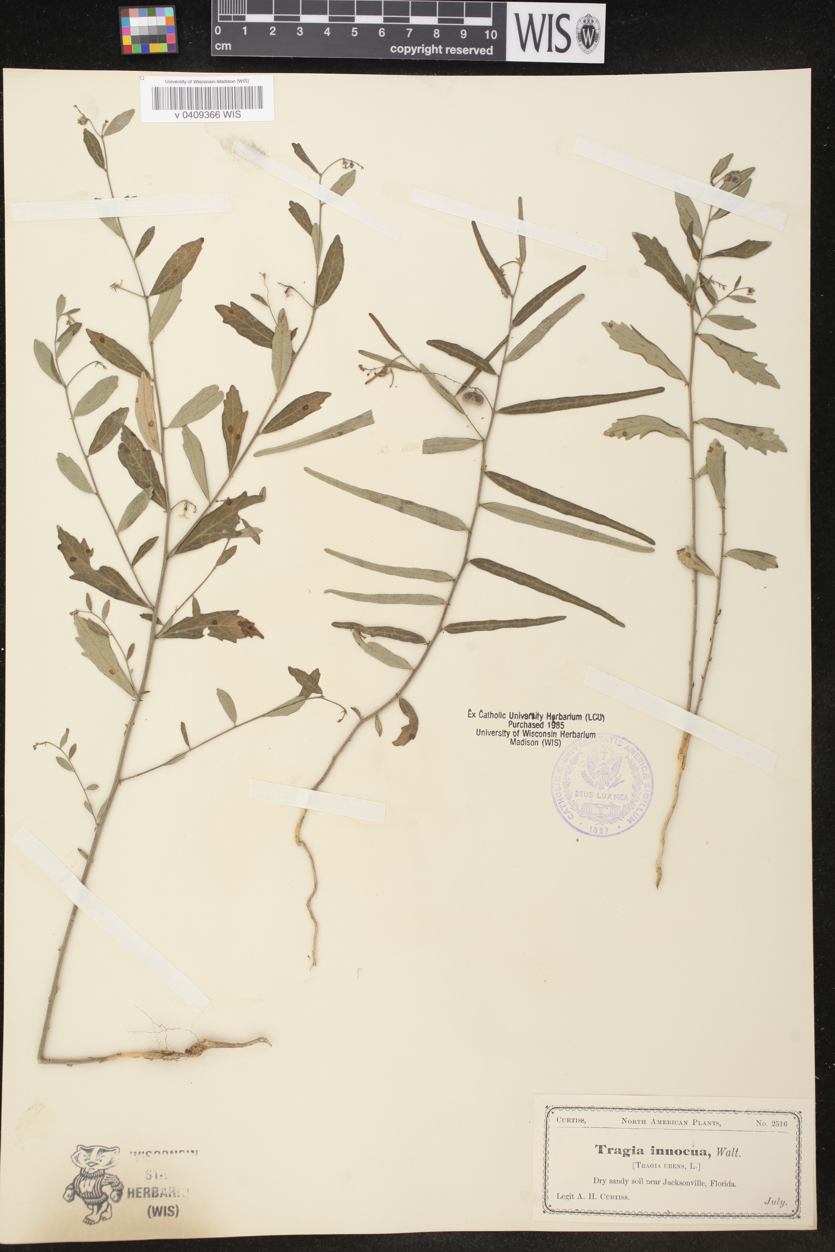 Tragia innocua image