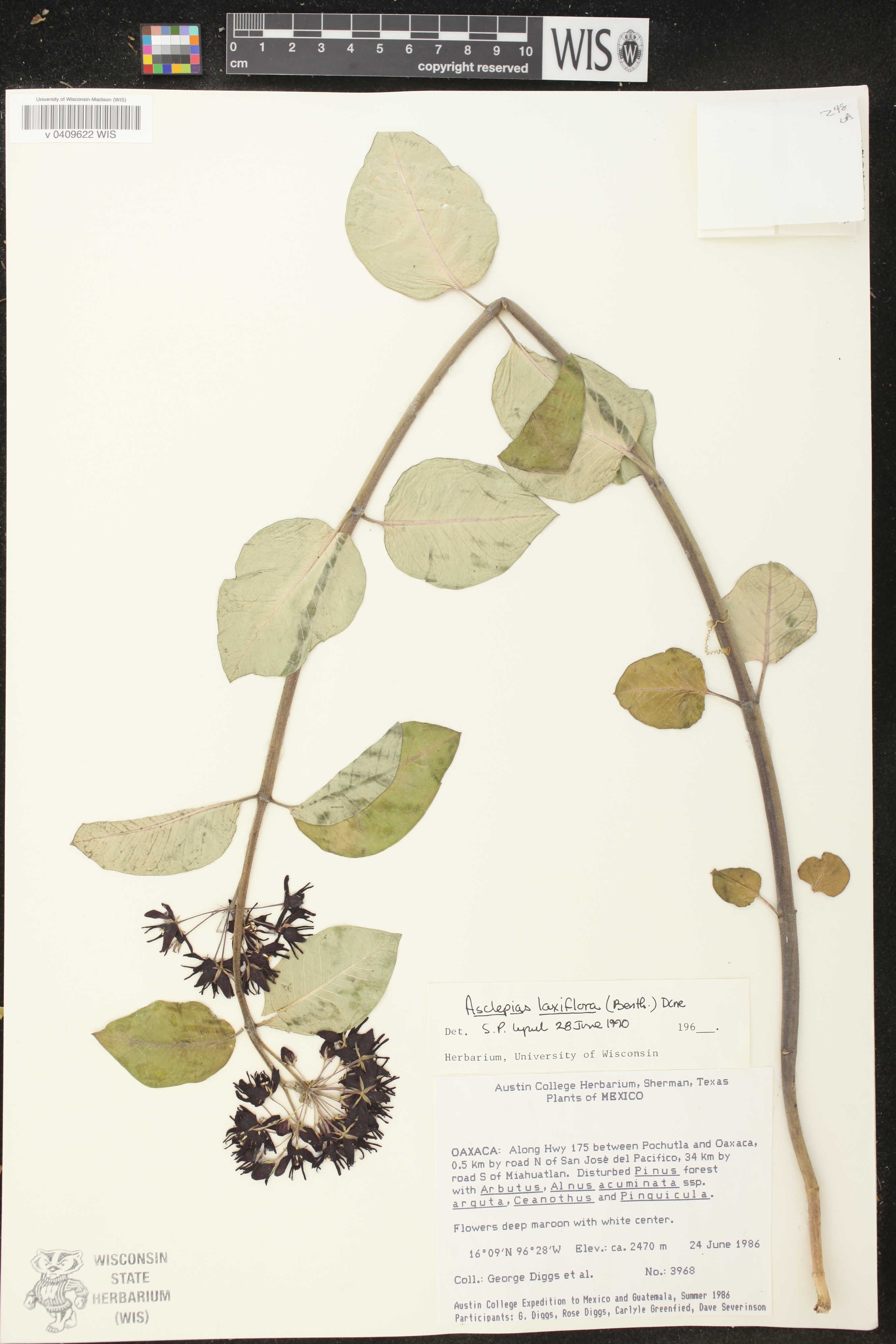 Asclepias laxiflora image
