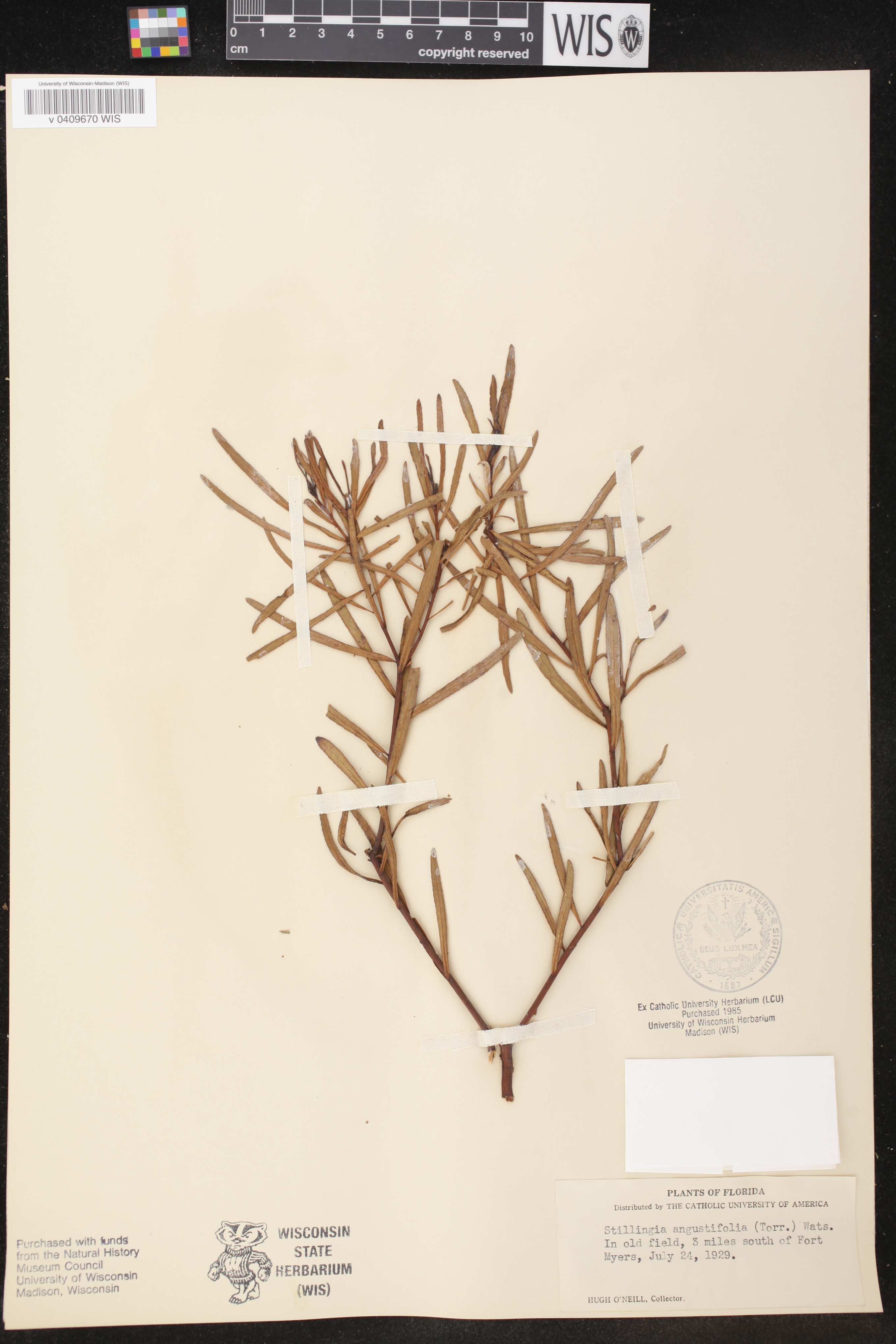 Stillingia sylvatica subsp. sylvatica image