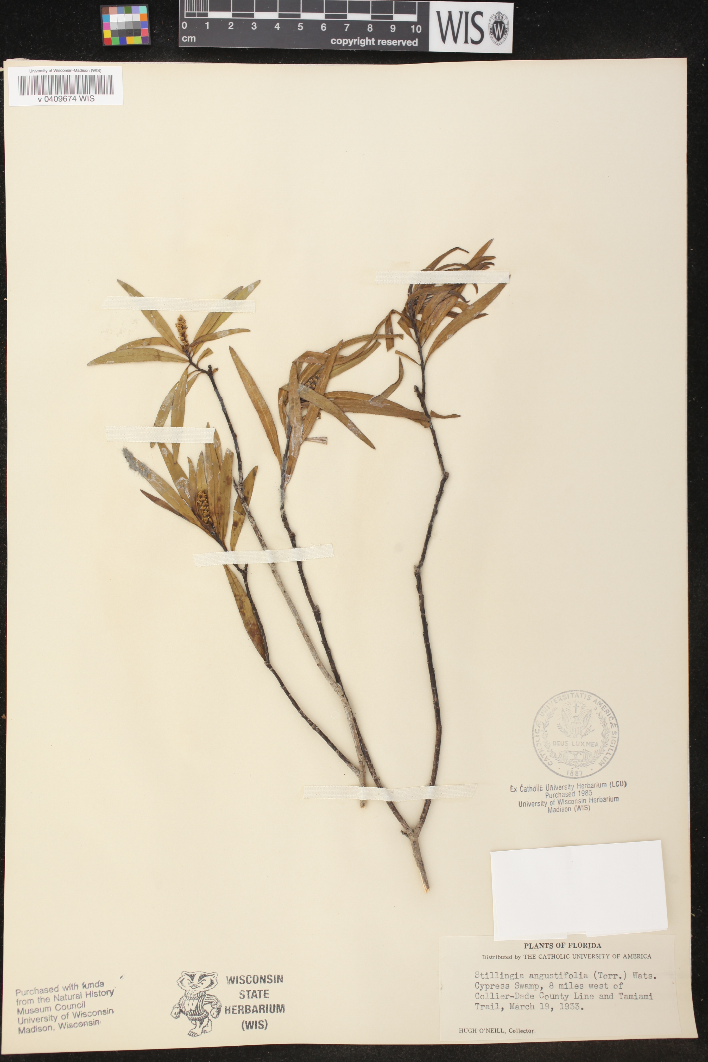 Stillingia sylvatica subsp. sylvatica image