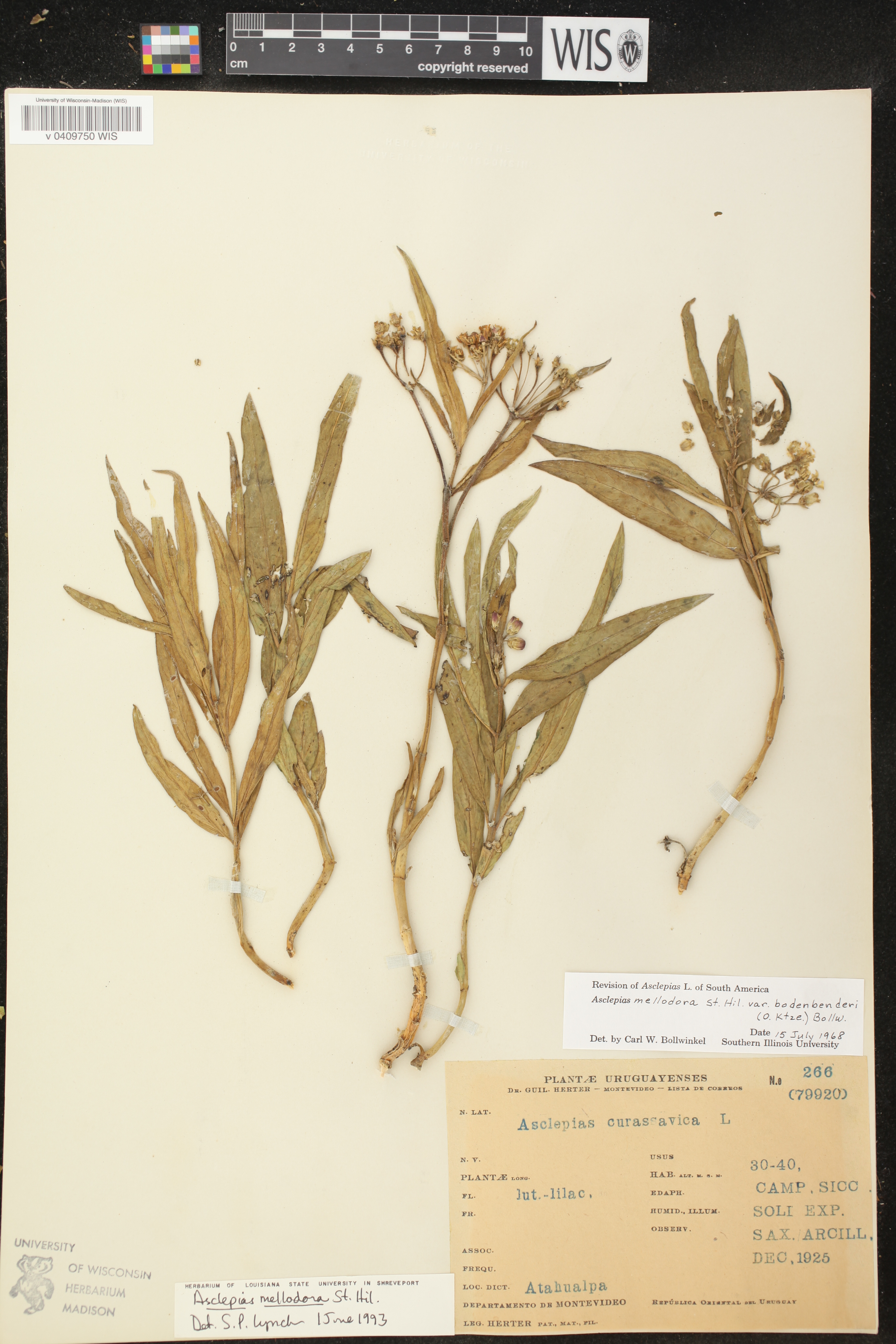 Asclepias mellodora image