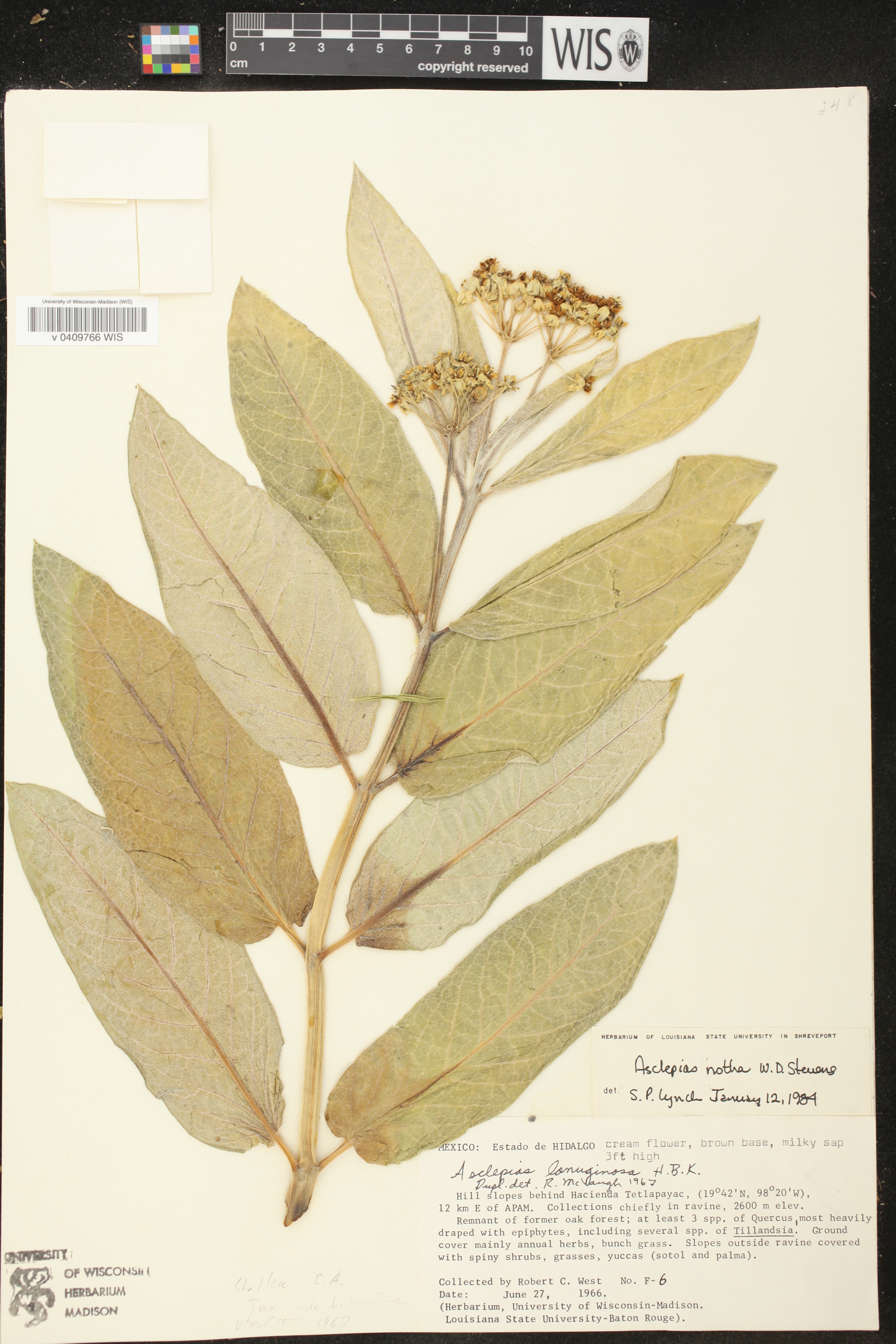 Asclepias notha image