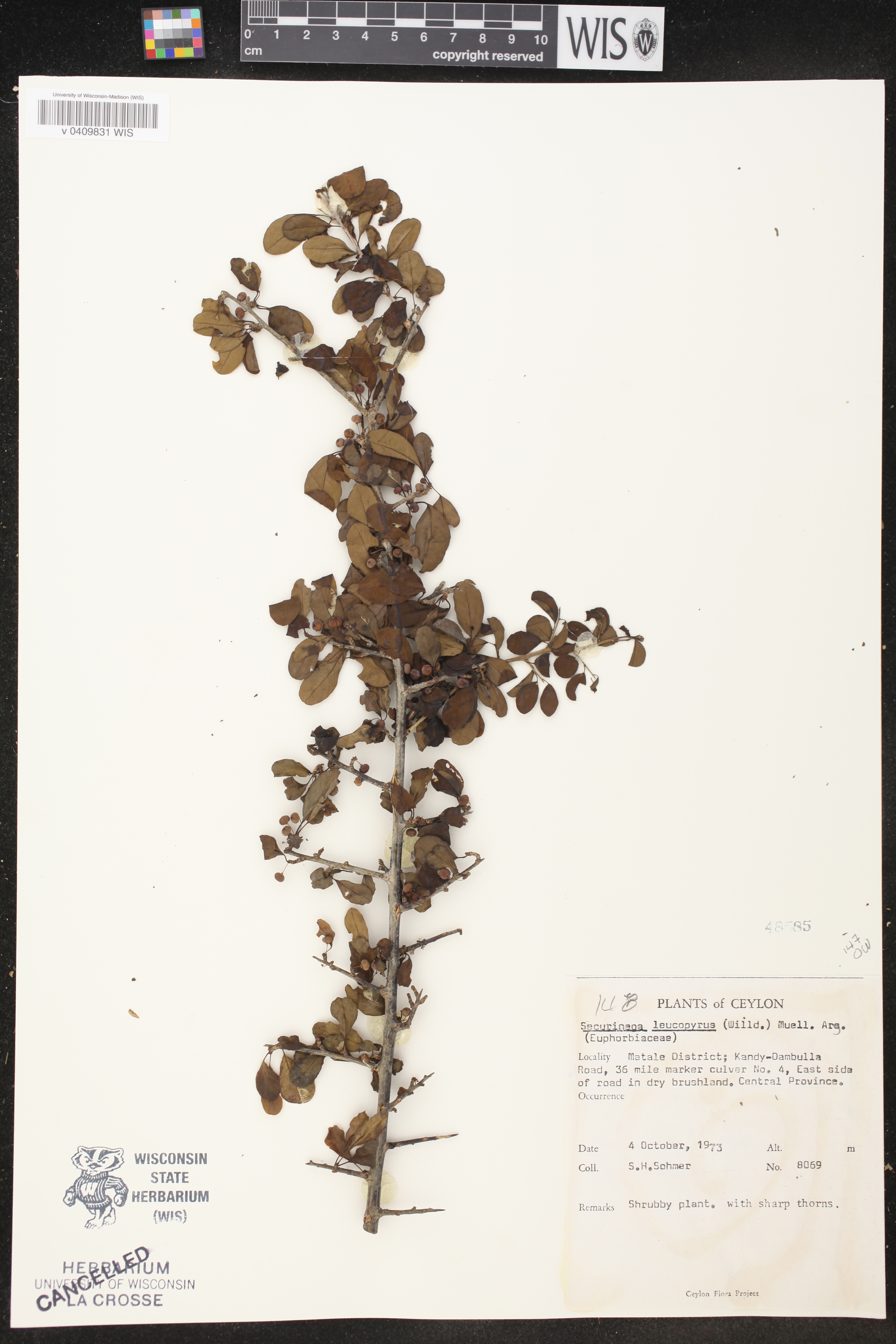 Flueggea leucopyrus image