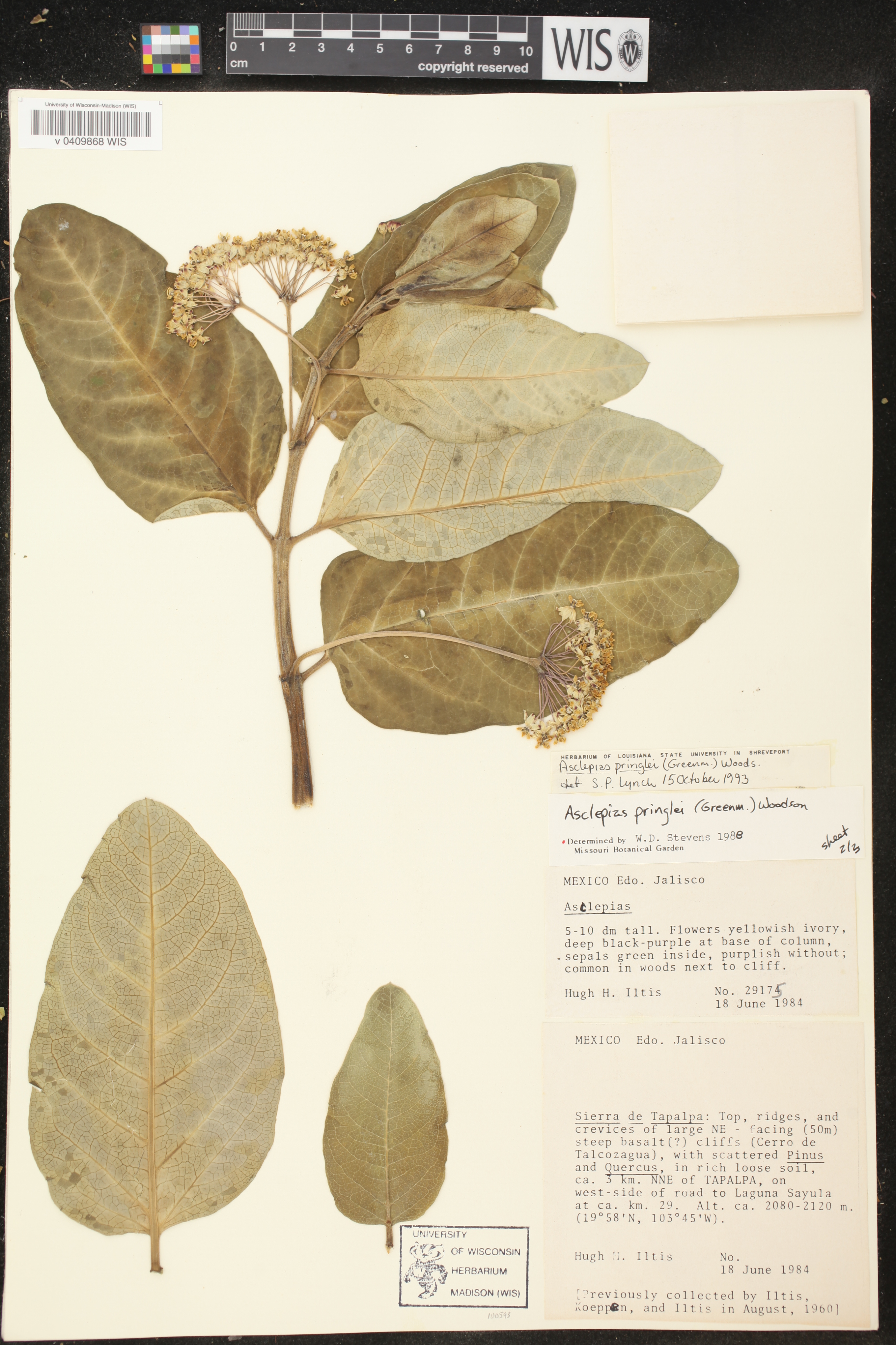 Asclepias pringlei image