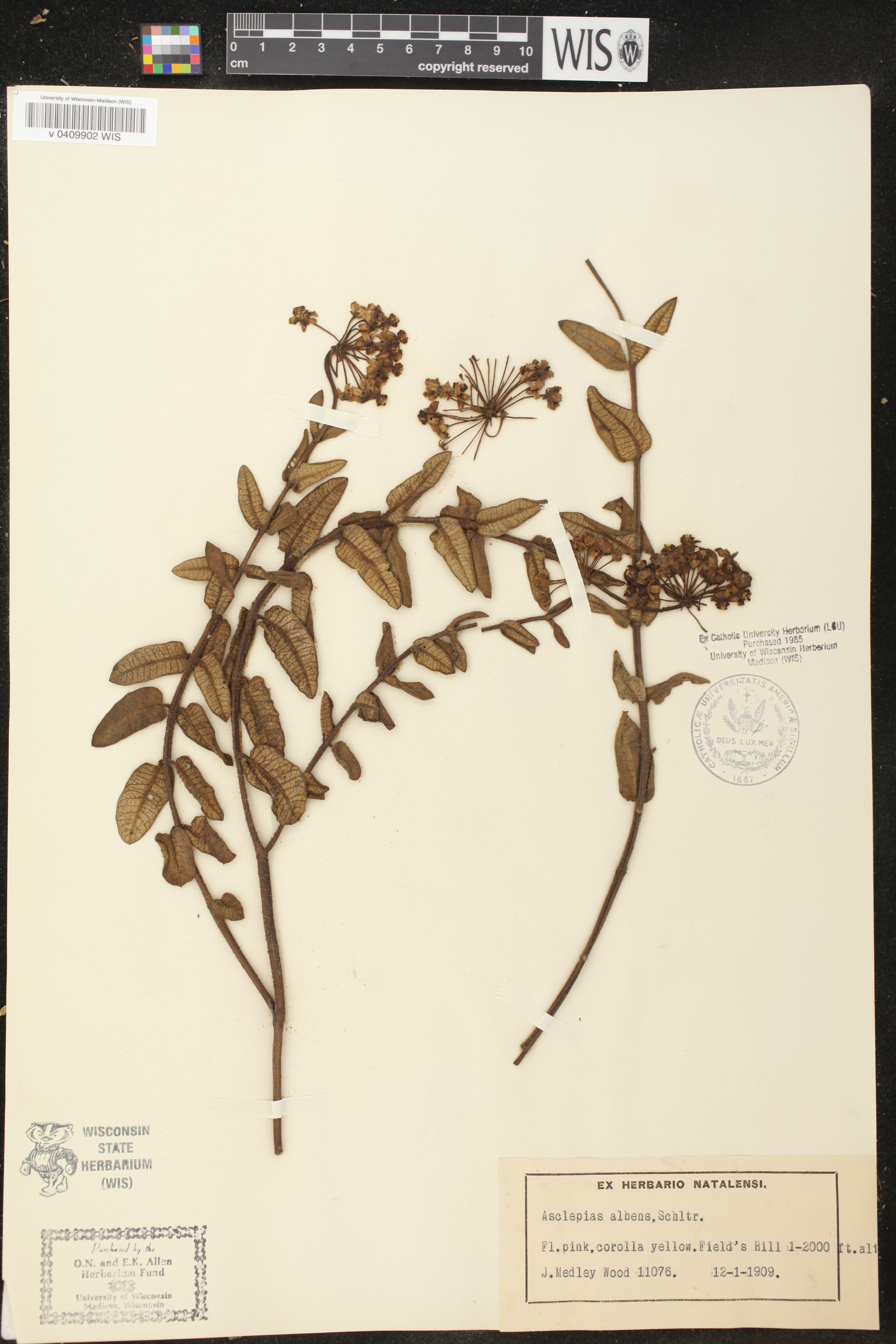 Asclepias albens image